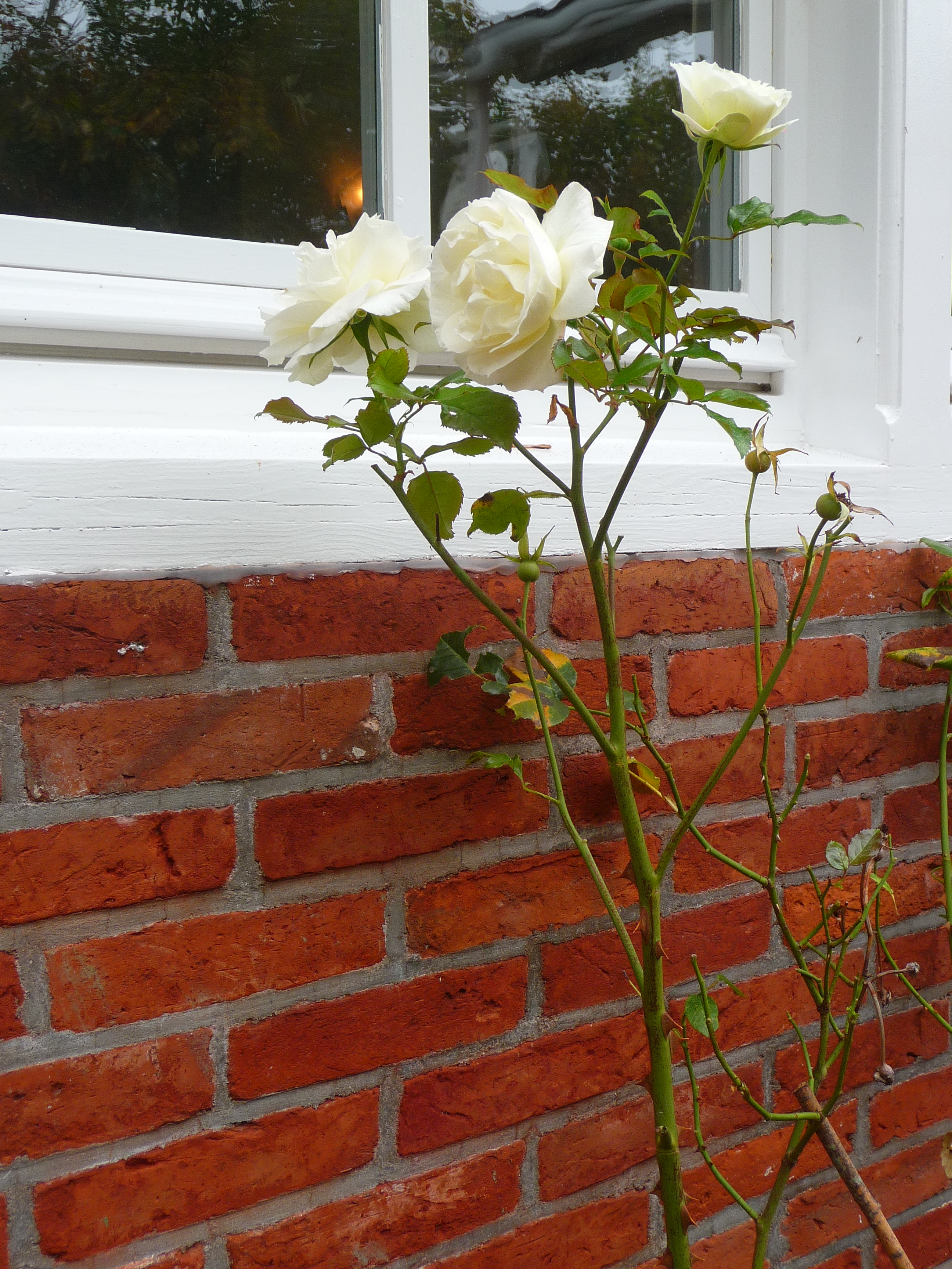 Weiße Herbstrosen