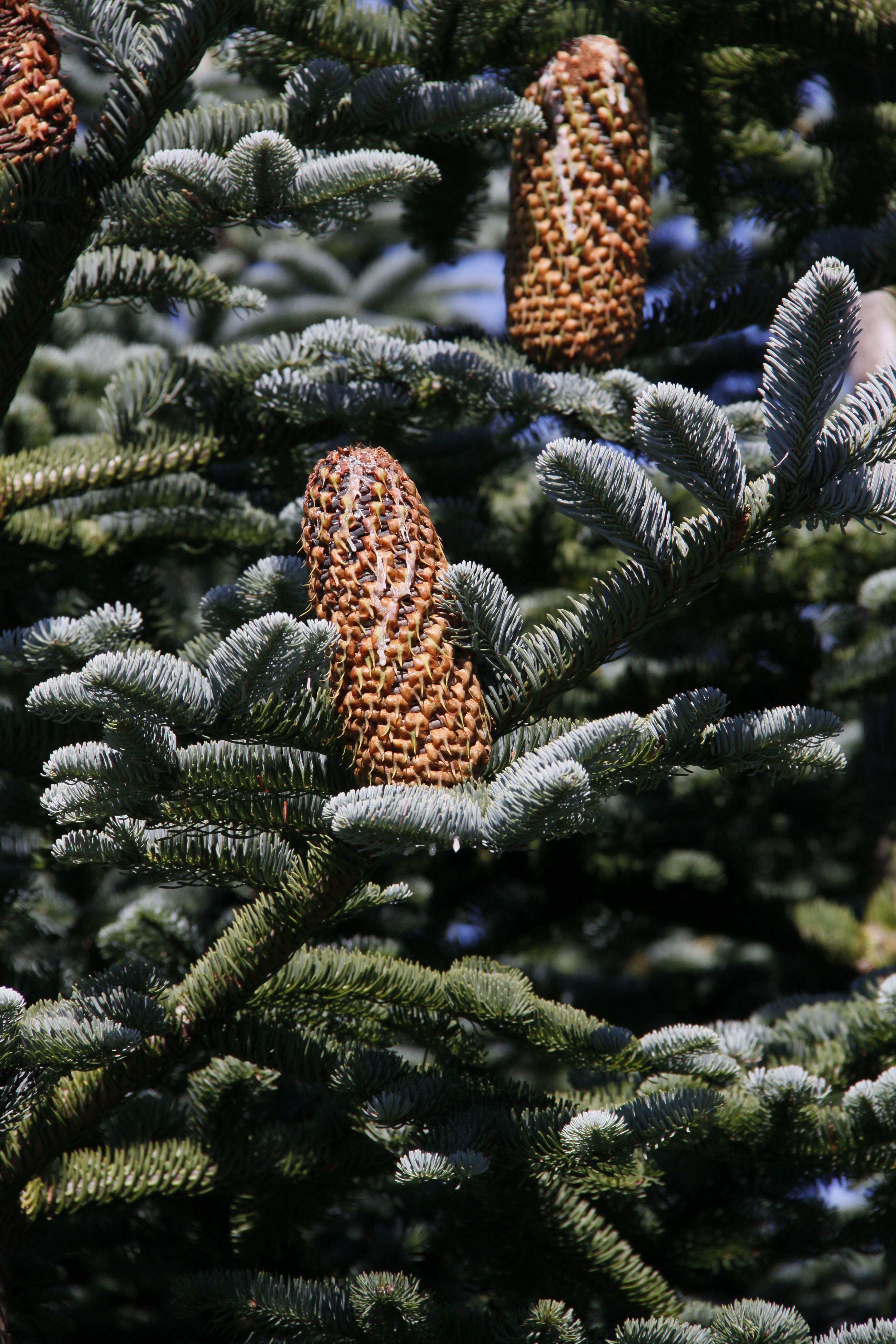 Weibliche Zapfen der Edeltanne (Abies procera)02