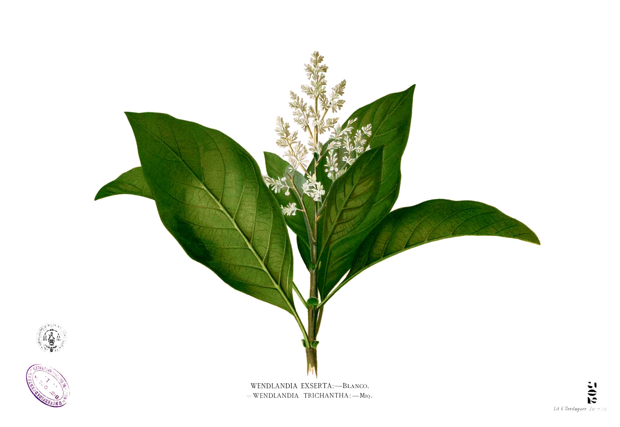 Wendlandia luzoniensis Blanco2.302