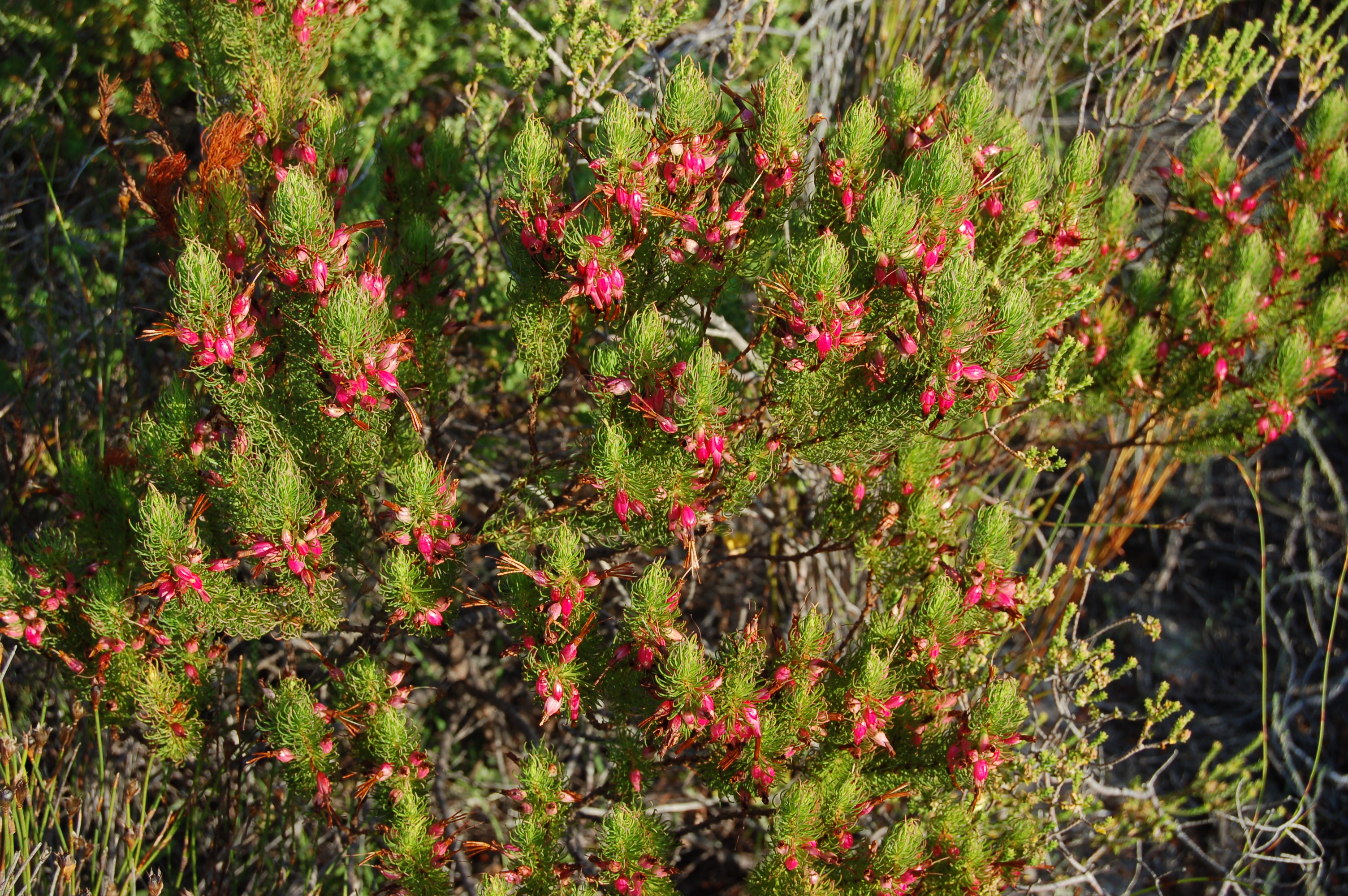 Western Cape Fynbos, South Africa (3218128350)