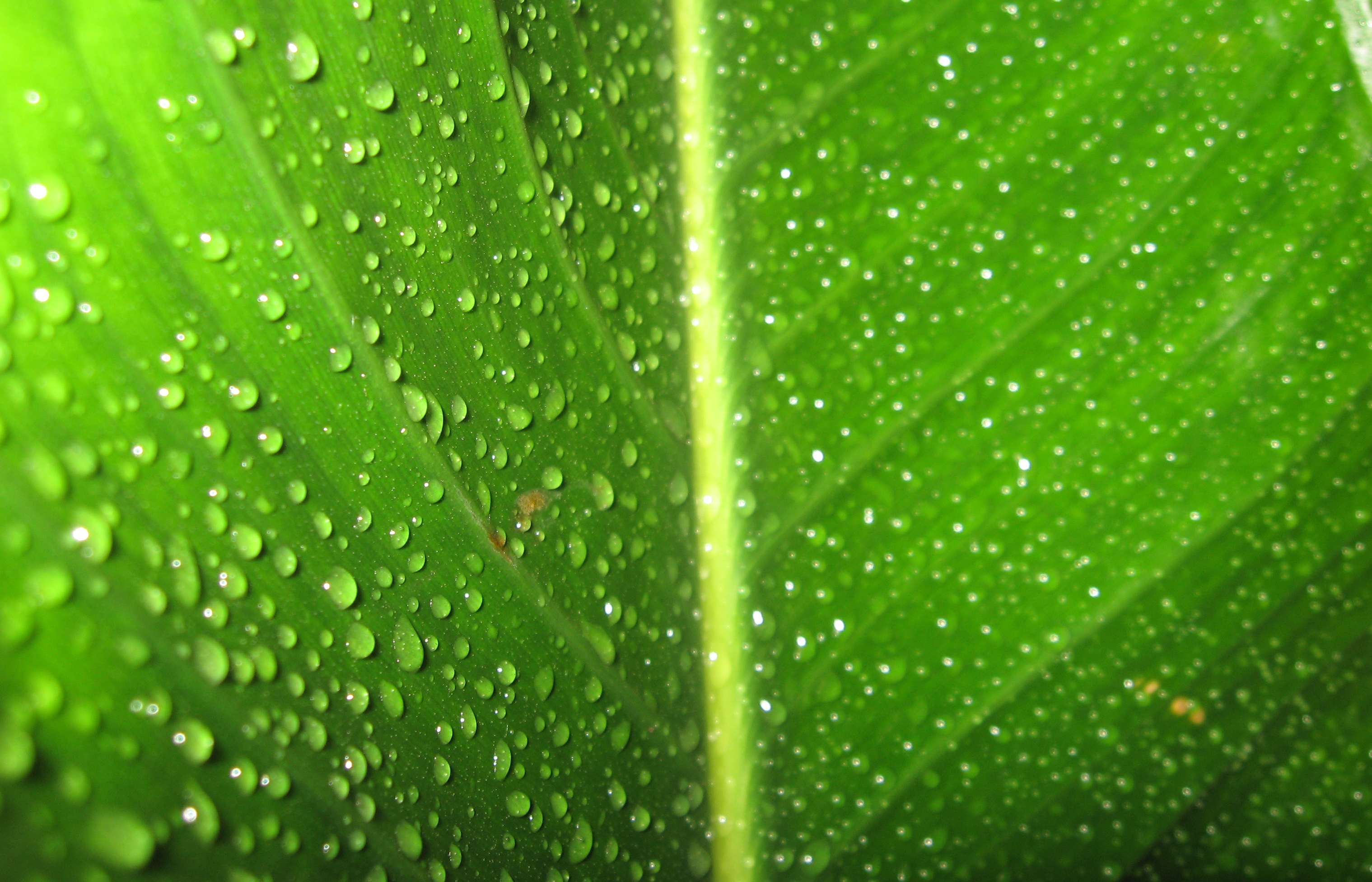 Wet Leaf