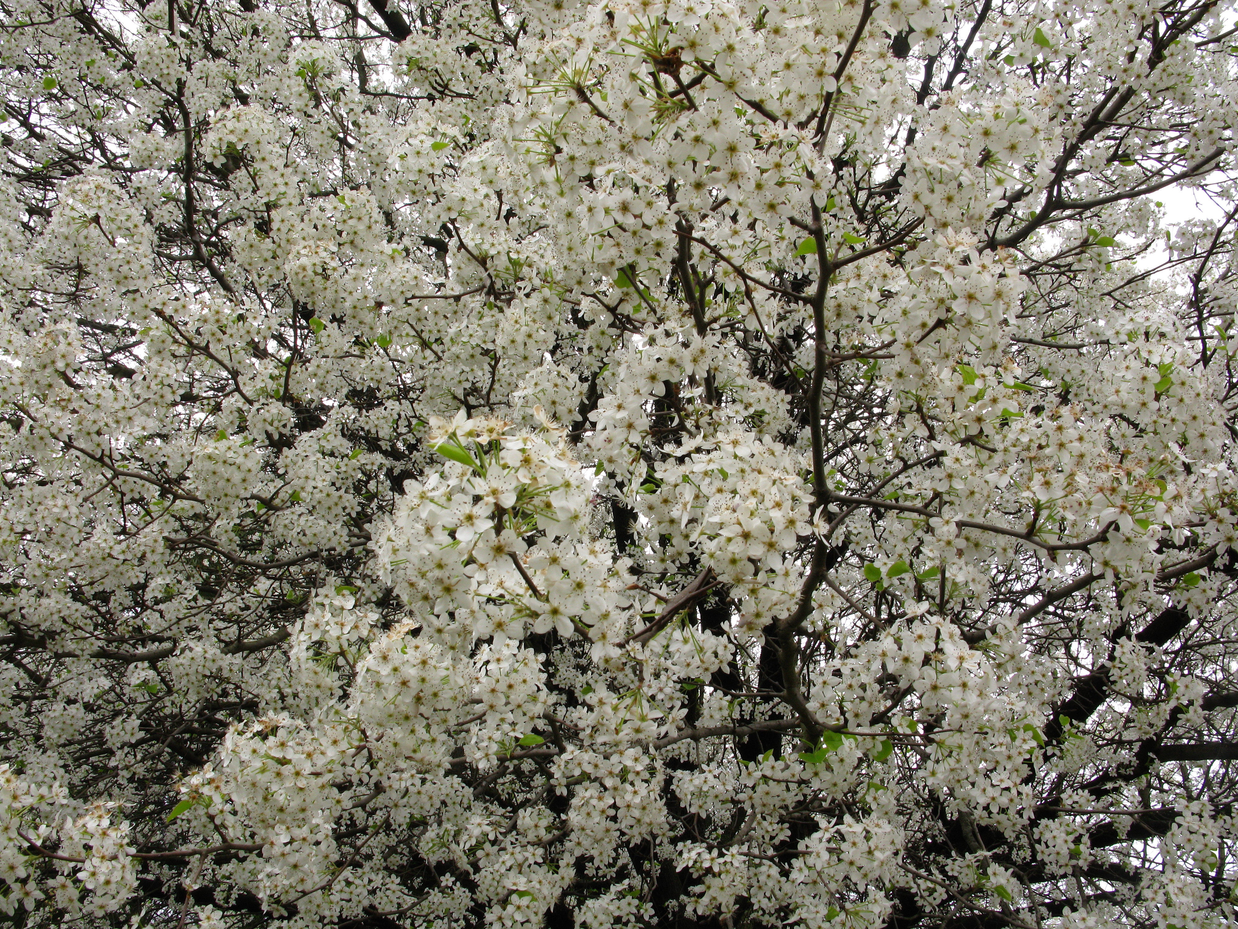 White-flowering-pear - West Virginia - ForestWander