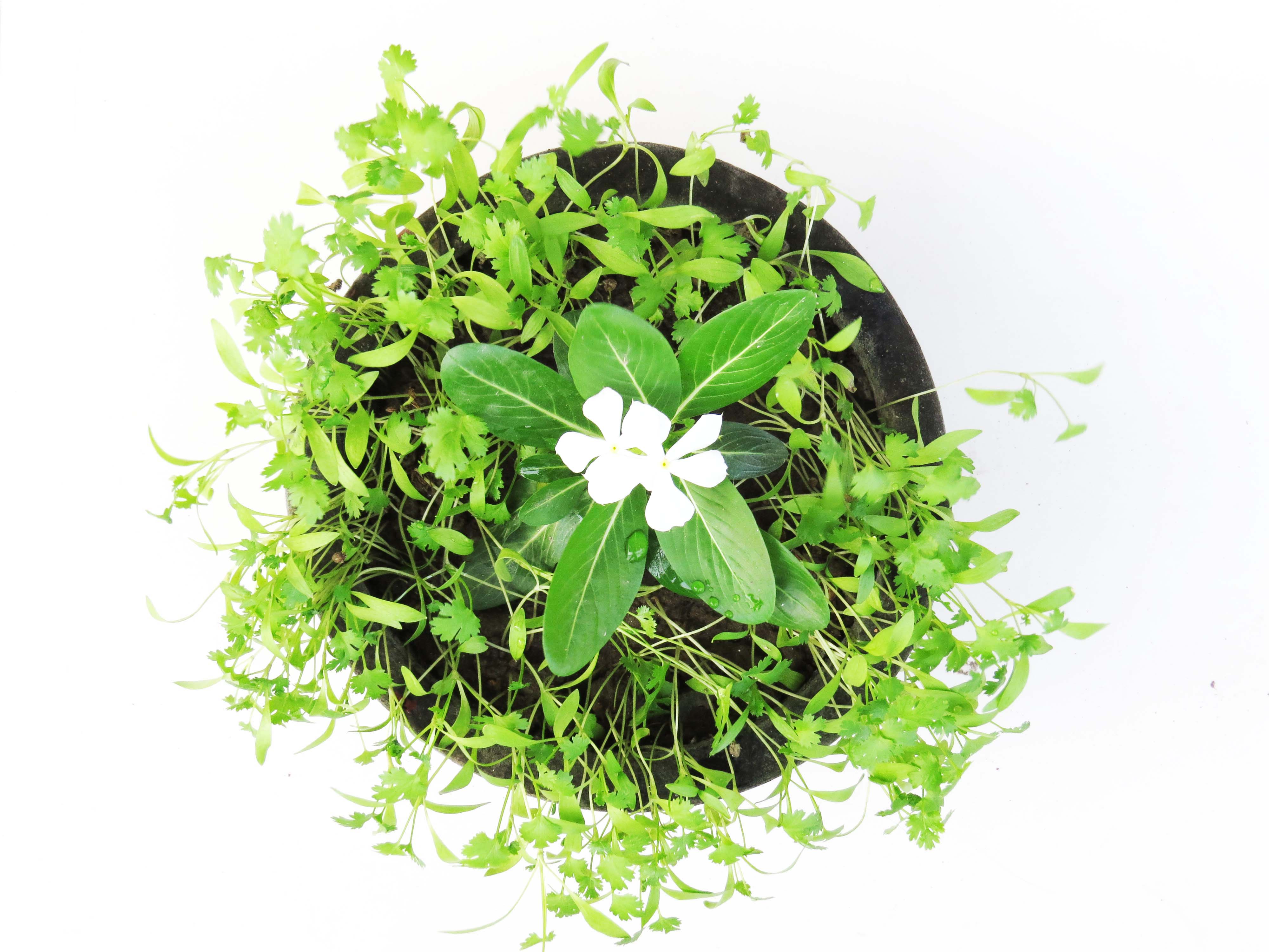 White & Green beauty