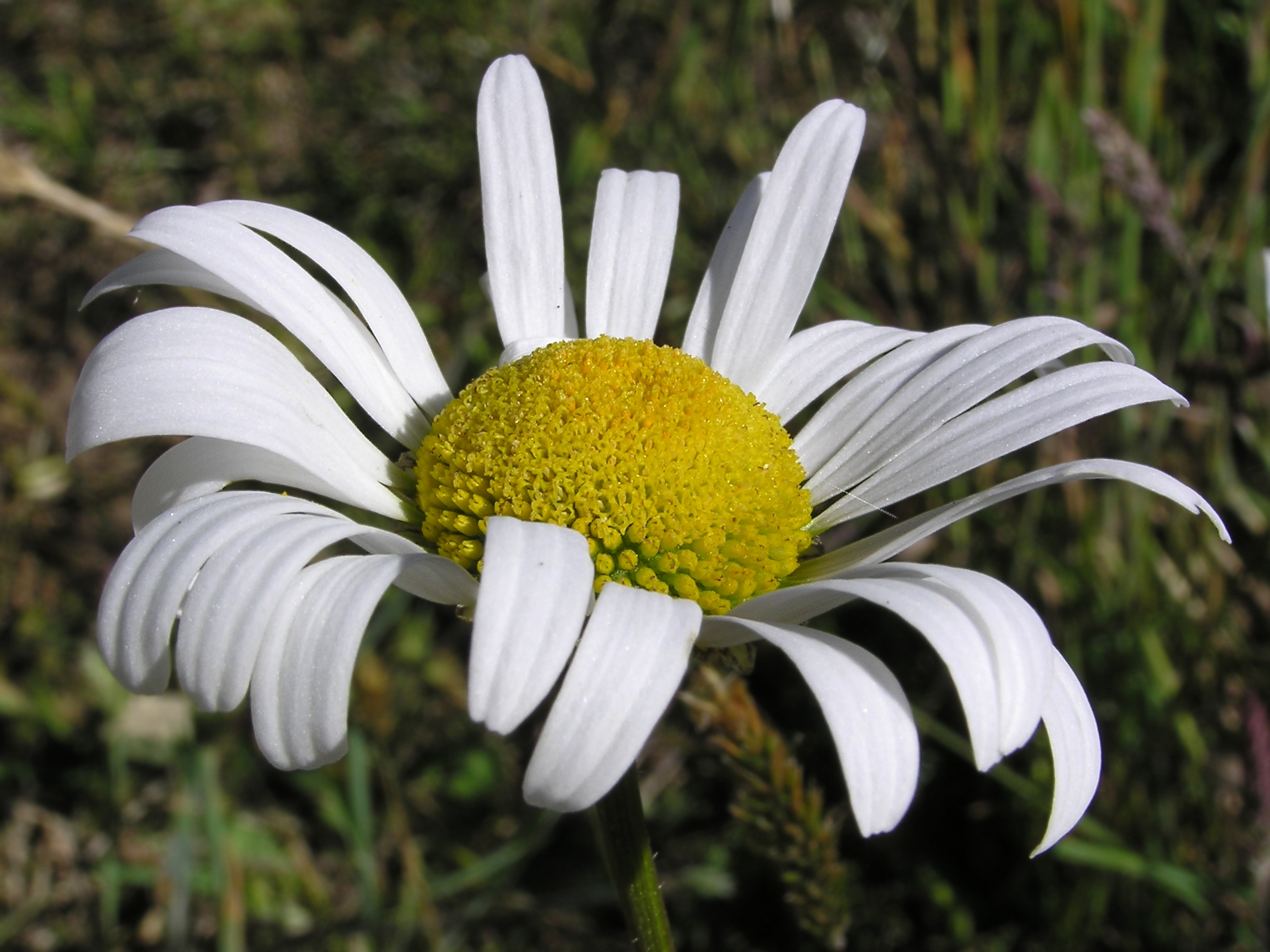 White and yellow daisy 01