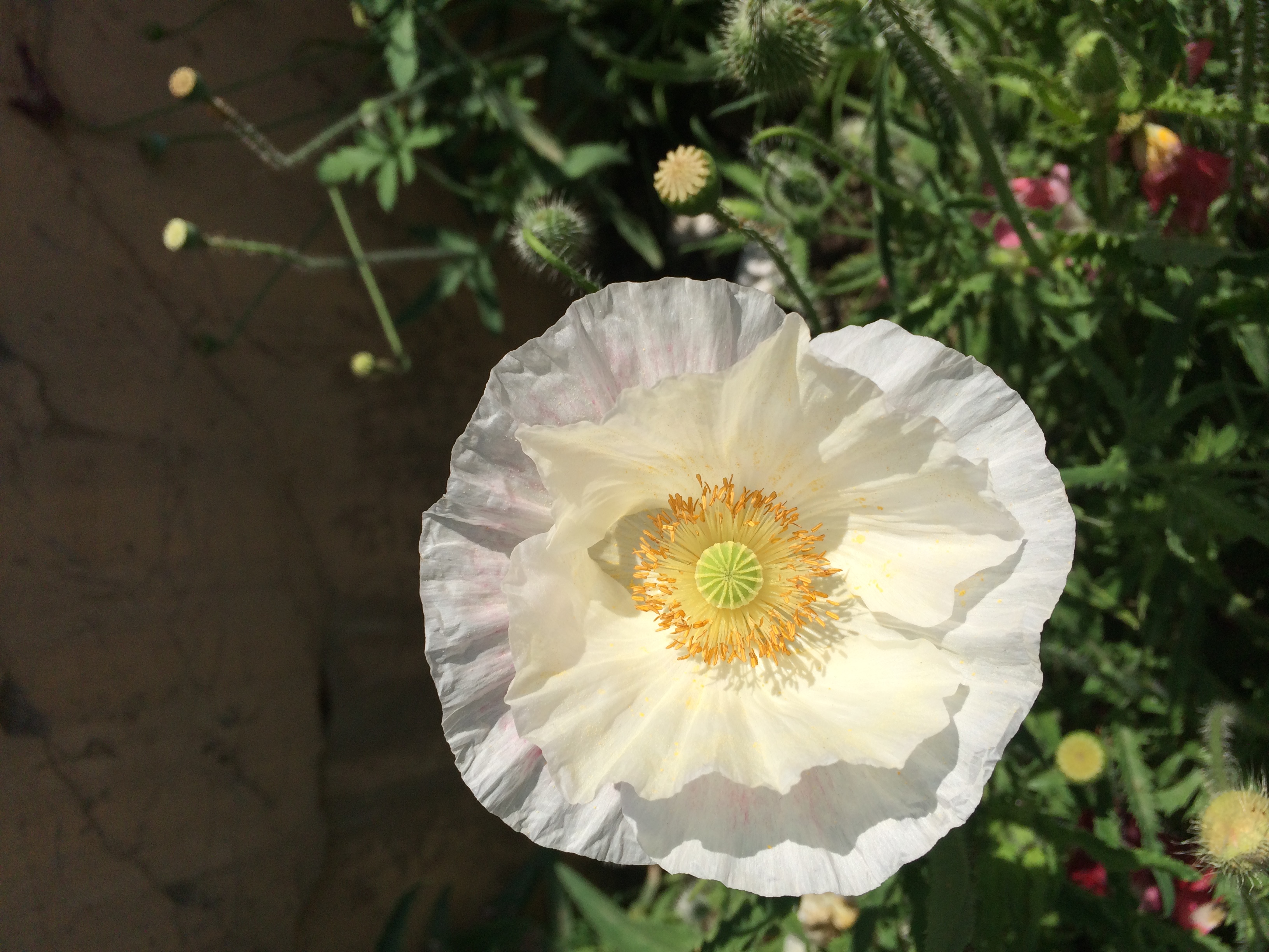 WHITE POPPY , SRINAGAR, INDIA