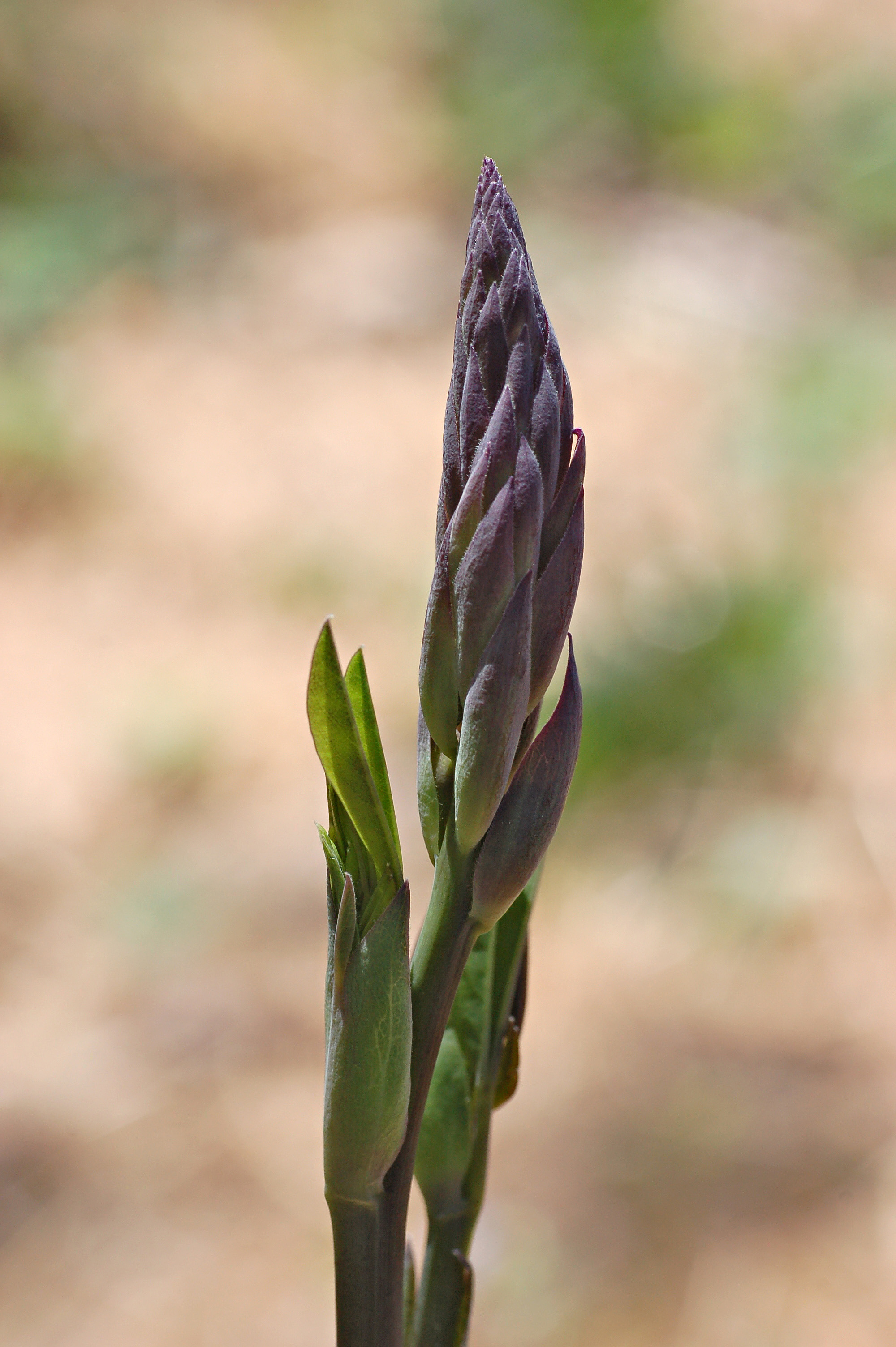 White Wild Indigo Baptisia alba Young Flowerhead 2000px