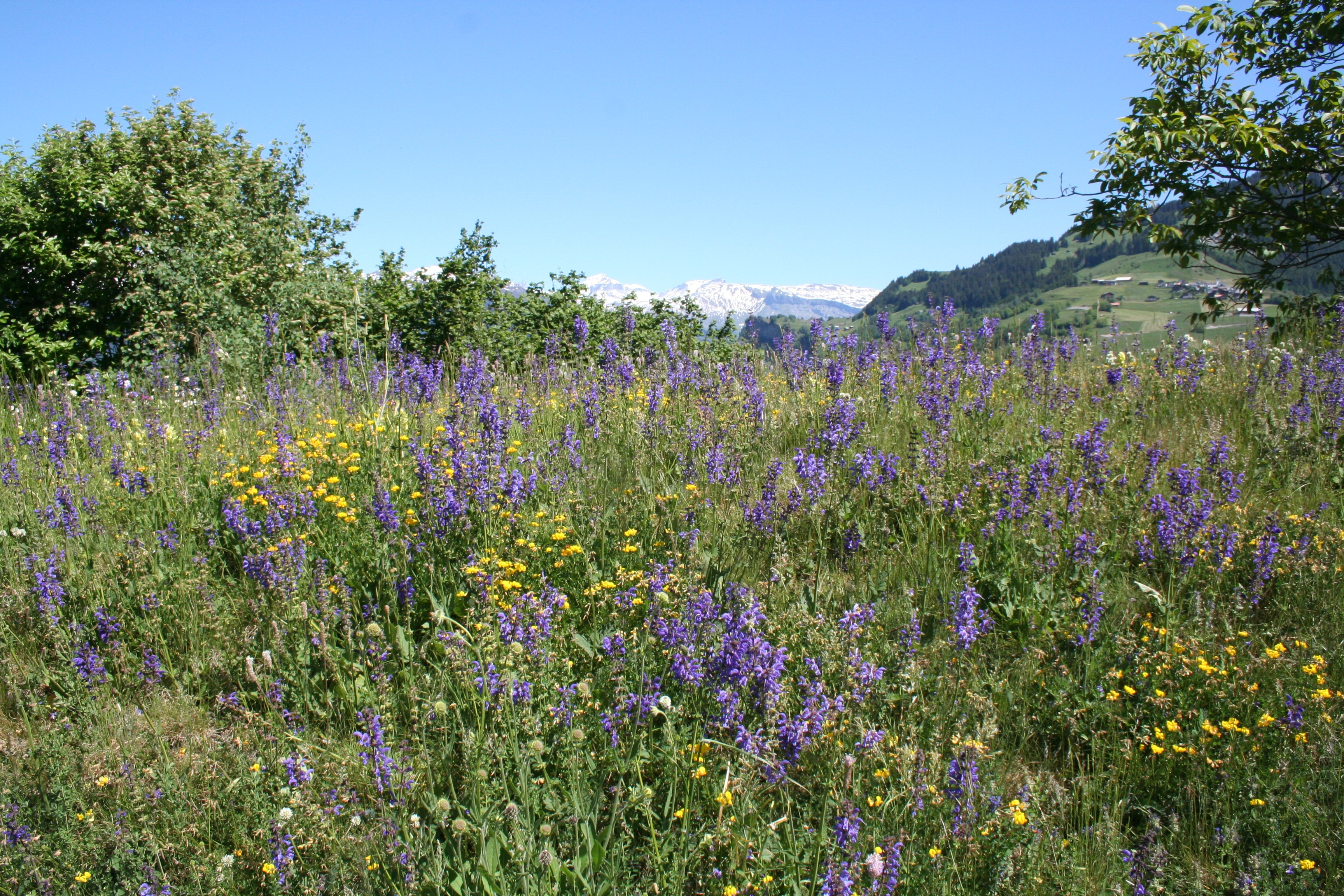 Wiesensalbei