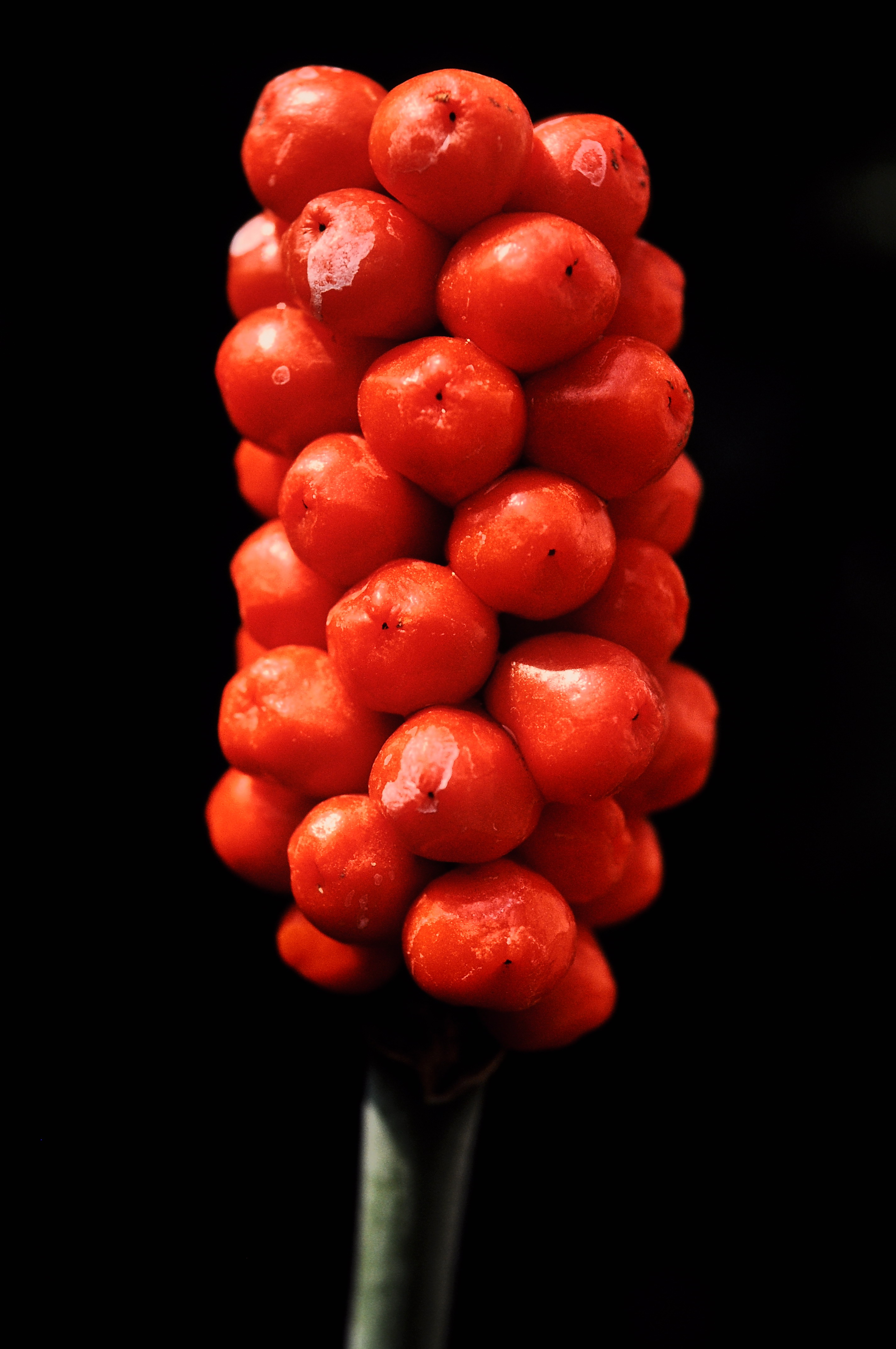 Wild arum, seeds