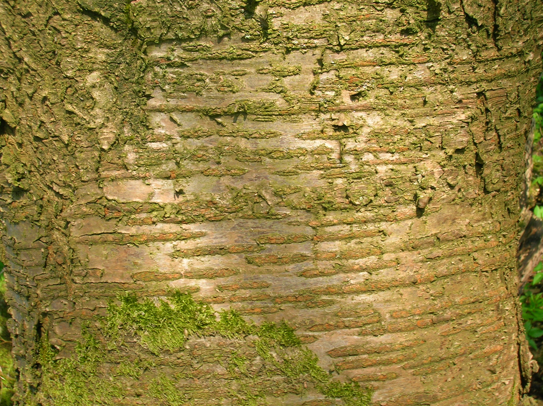 Wild Cherry bark lenticels
