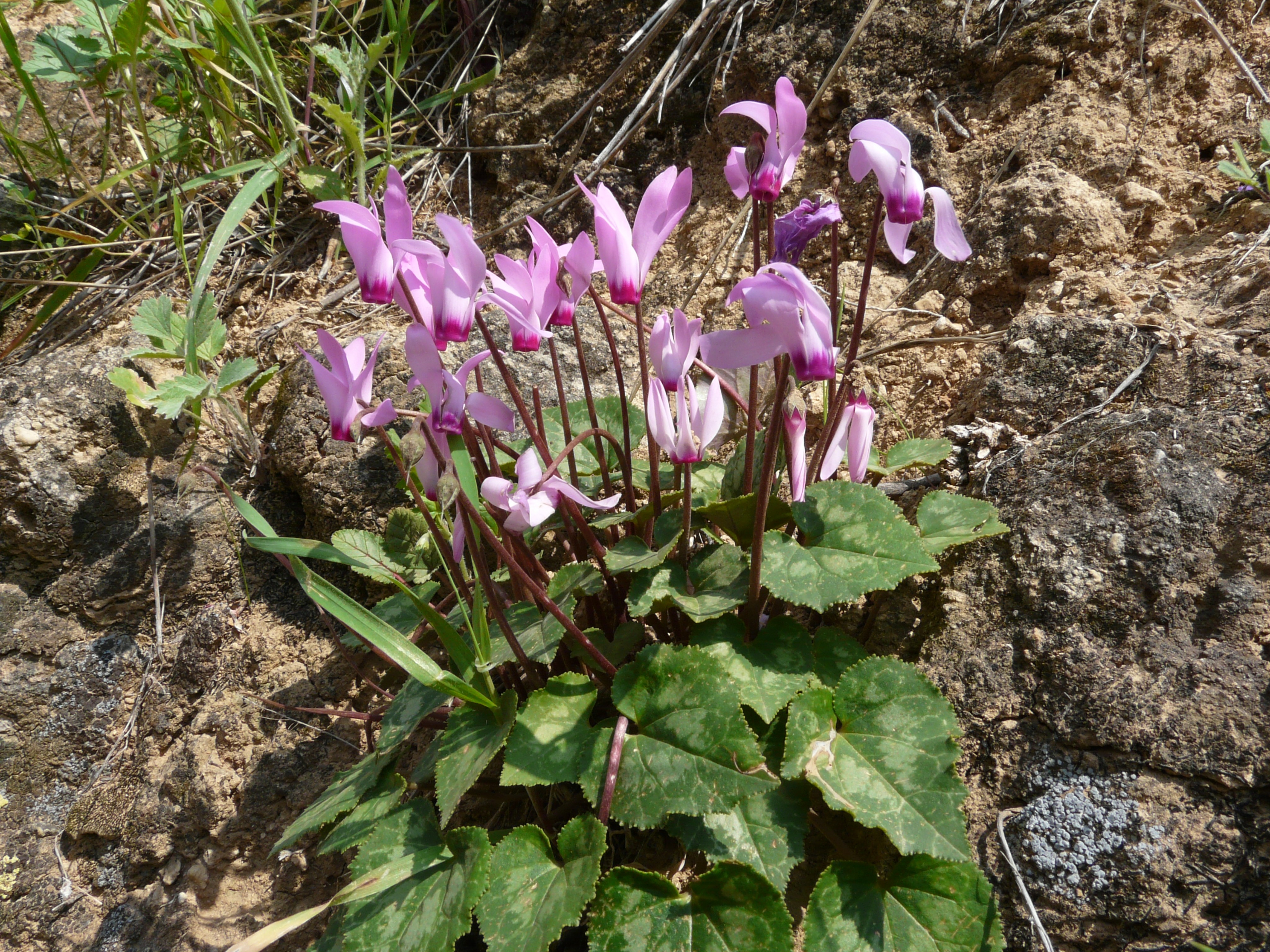 Wild Cyclamen (7169105917)