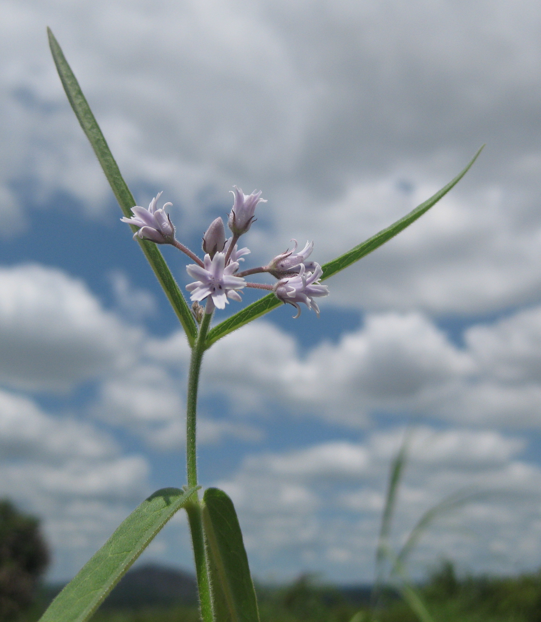 Wild flower in the sky (4465380744)