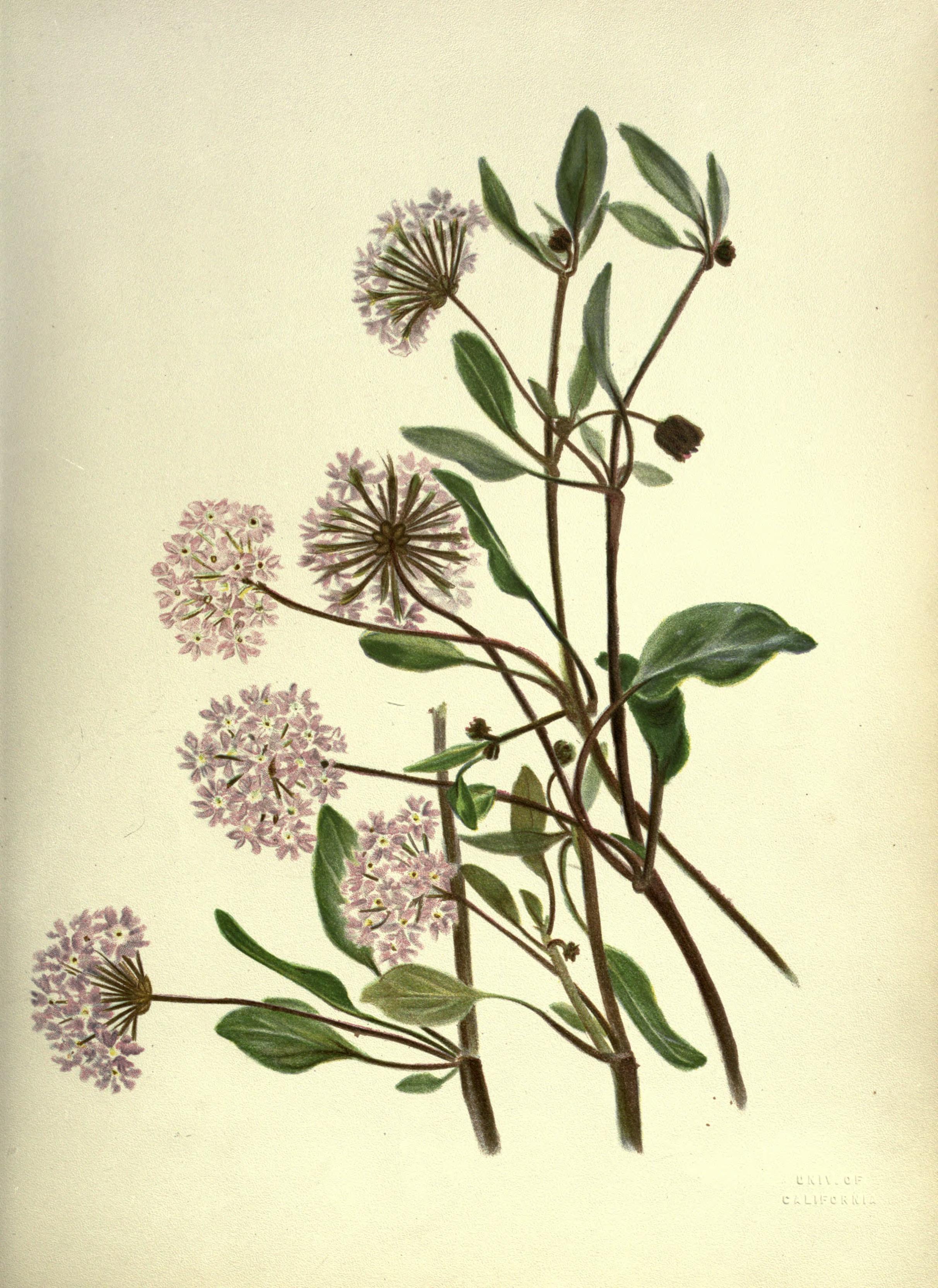 Wild flowers of the Pacific coast (Plate 10) BHL19082748