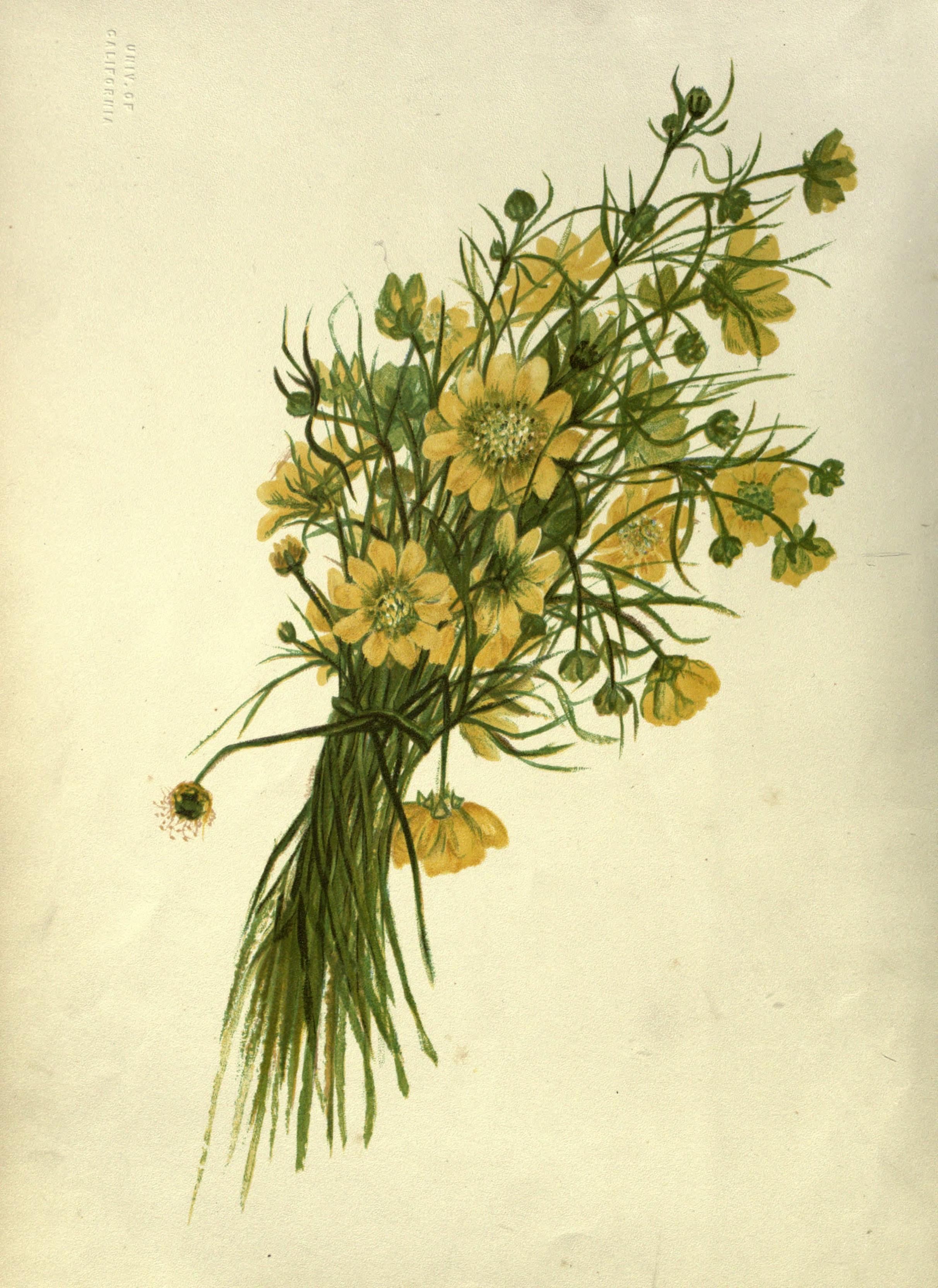 Wild flowers of the Pacific coast (Plate 1) BHL19082722
