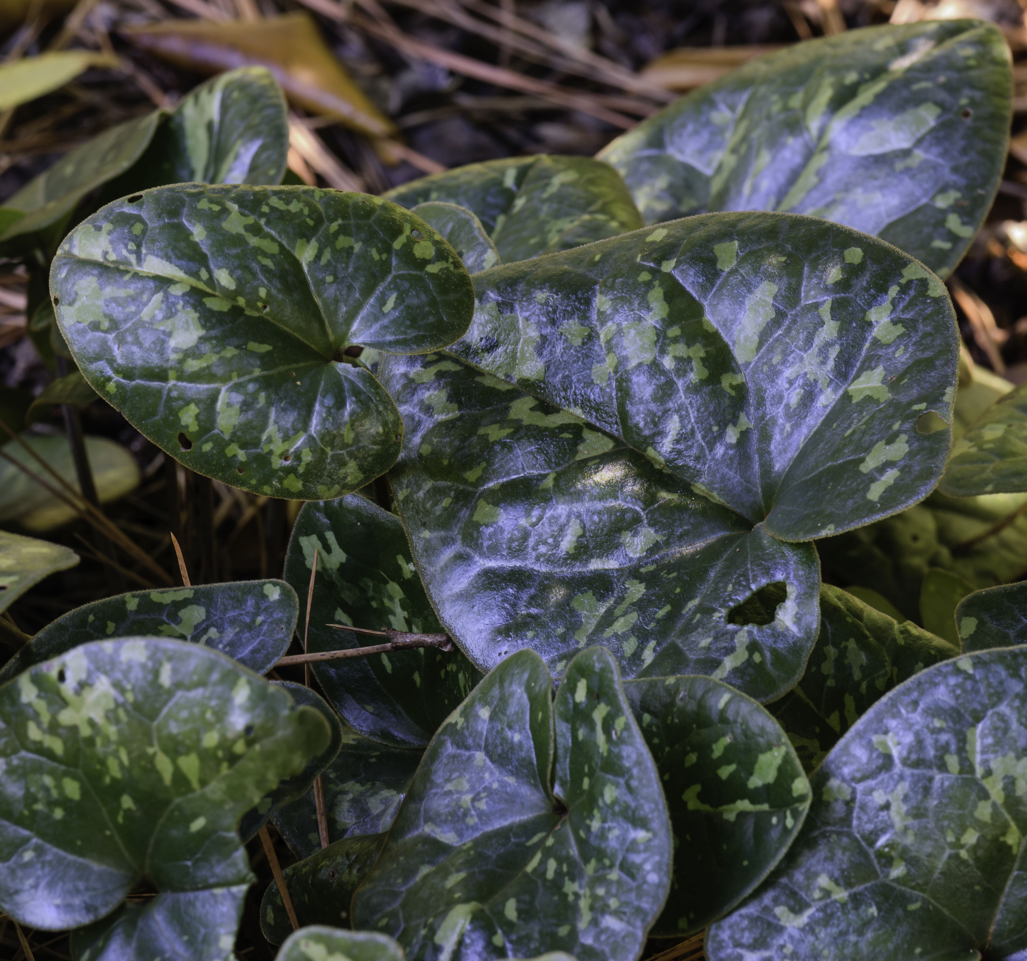 Wild Ginger NBG LR