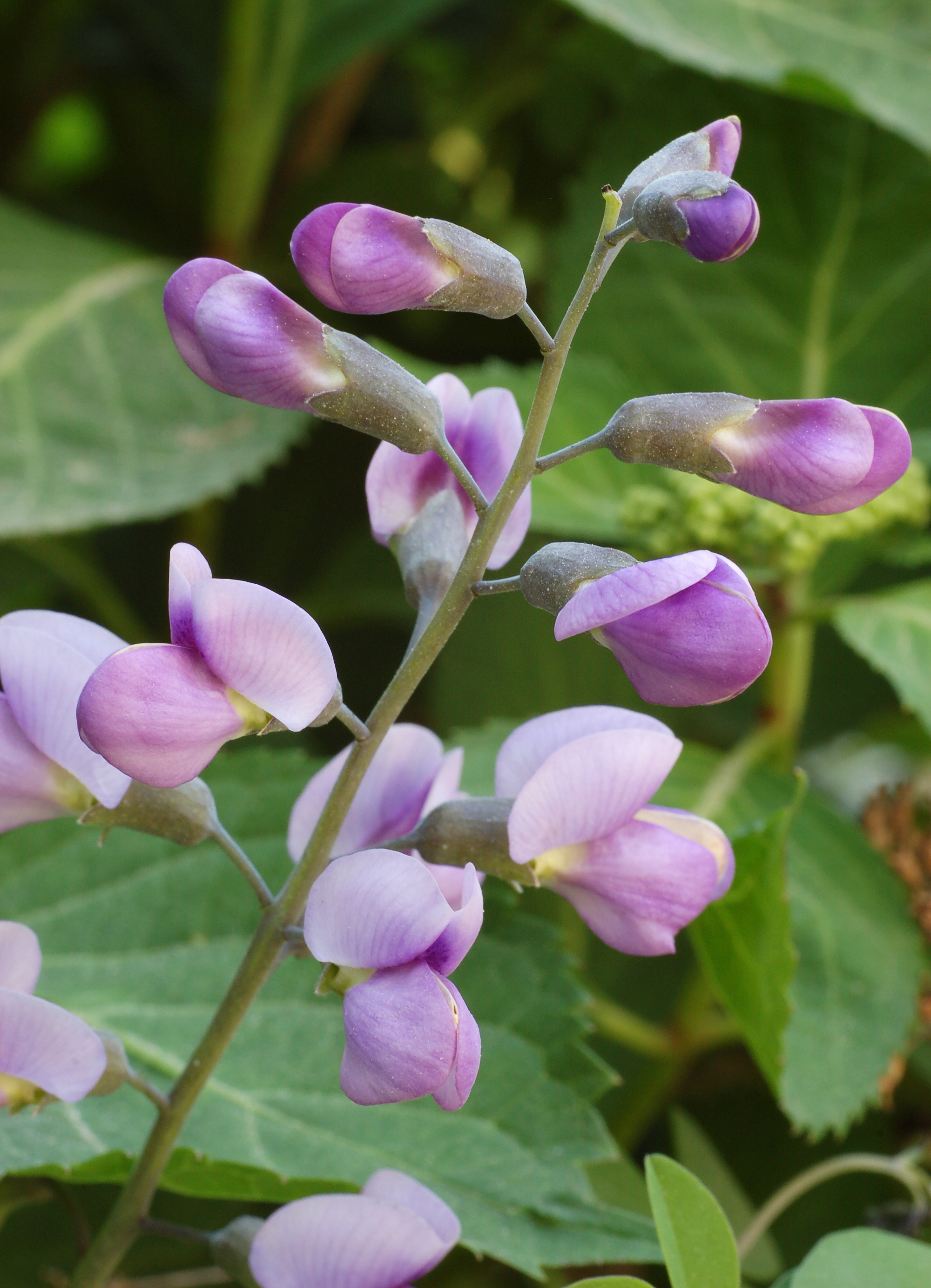 Wild Indigo Baptisia 'Purple Smoke' Flower Stalk 2000px