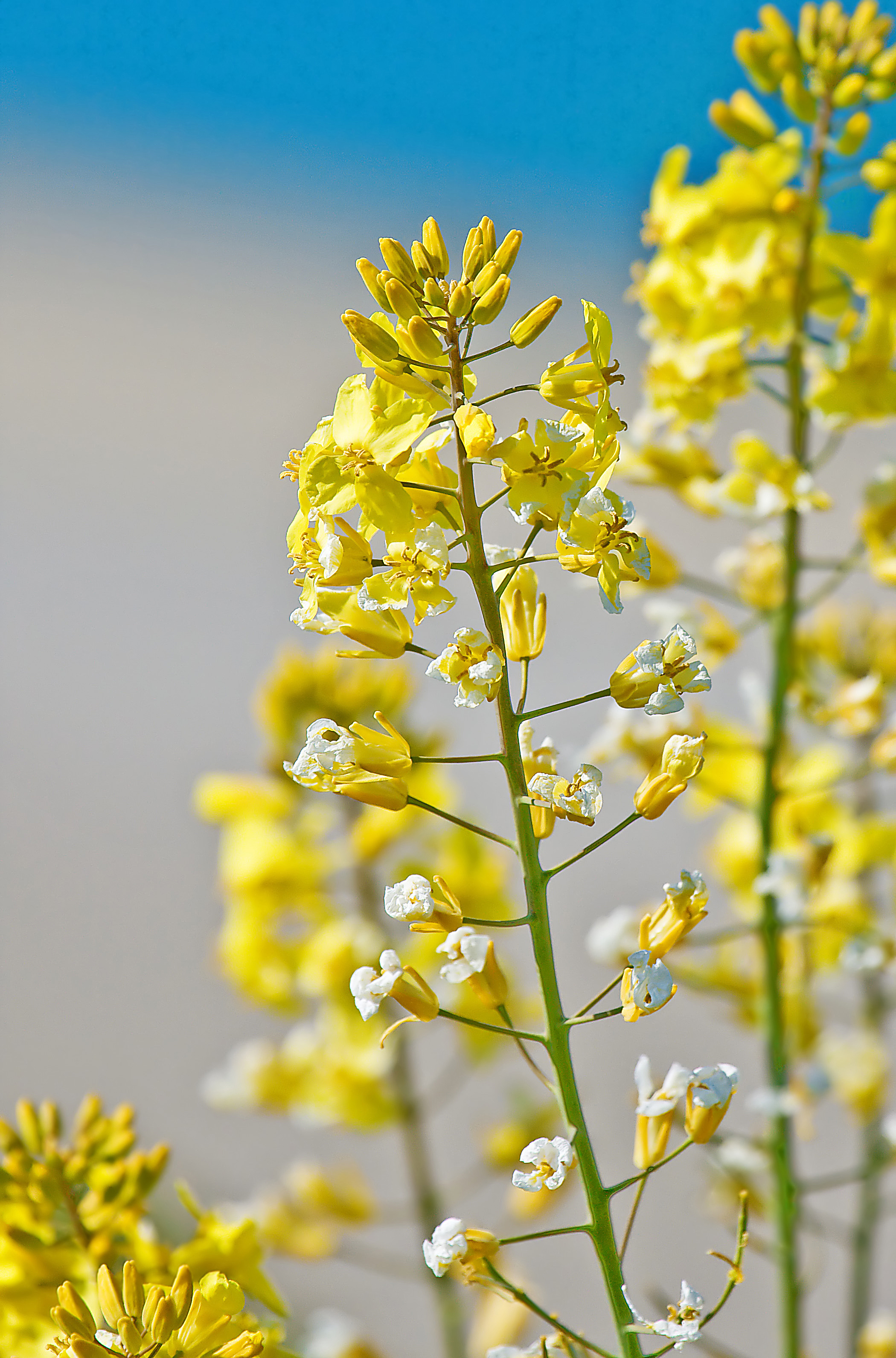 Wild Mustard
