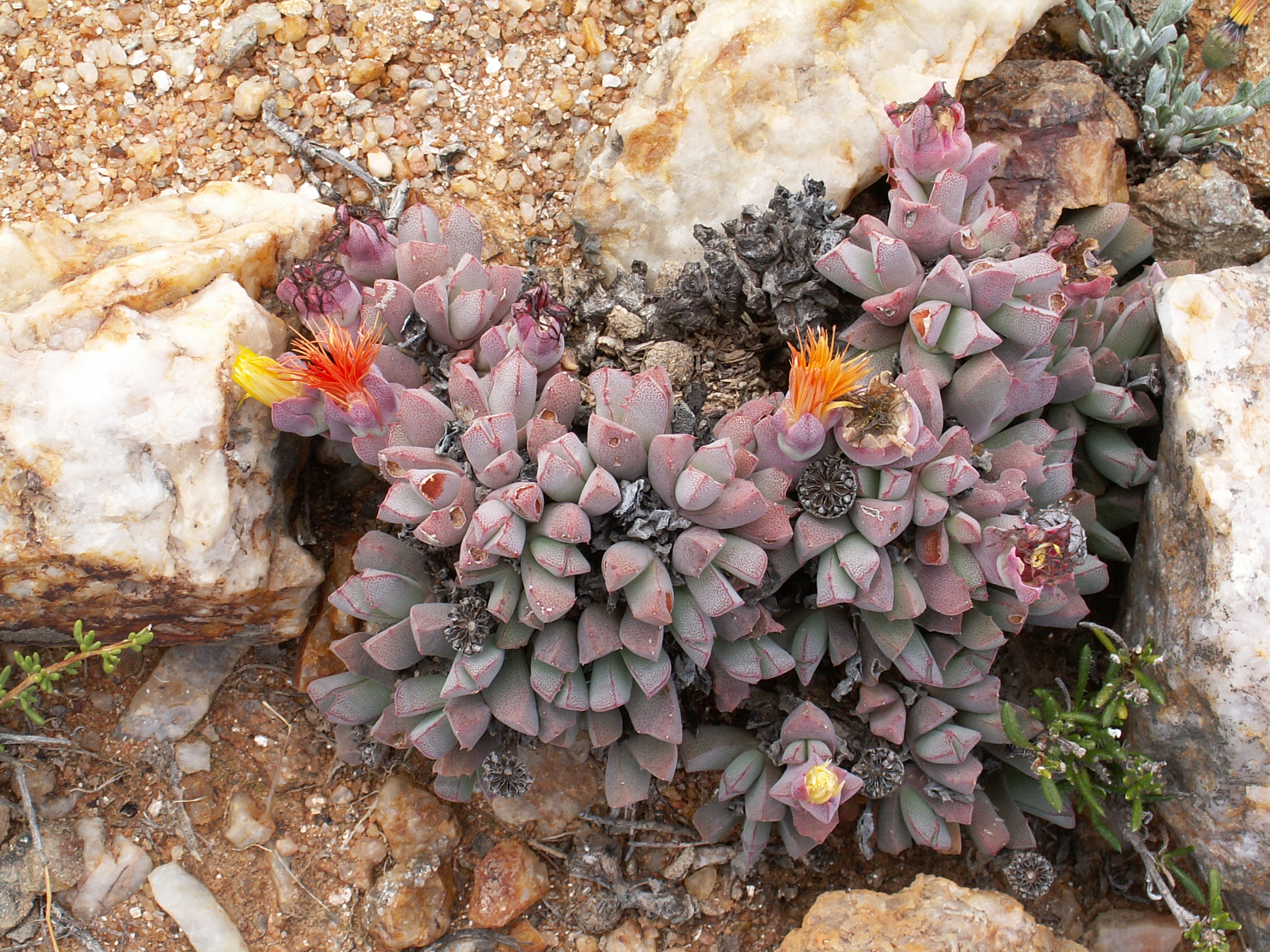 Wildflowers-Richtersveld-PICT2614