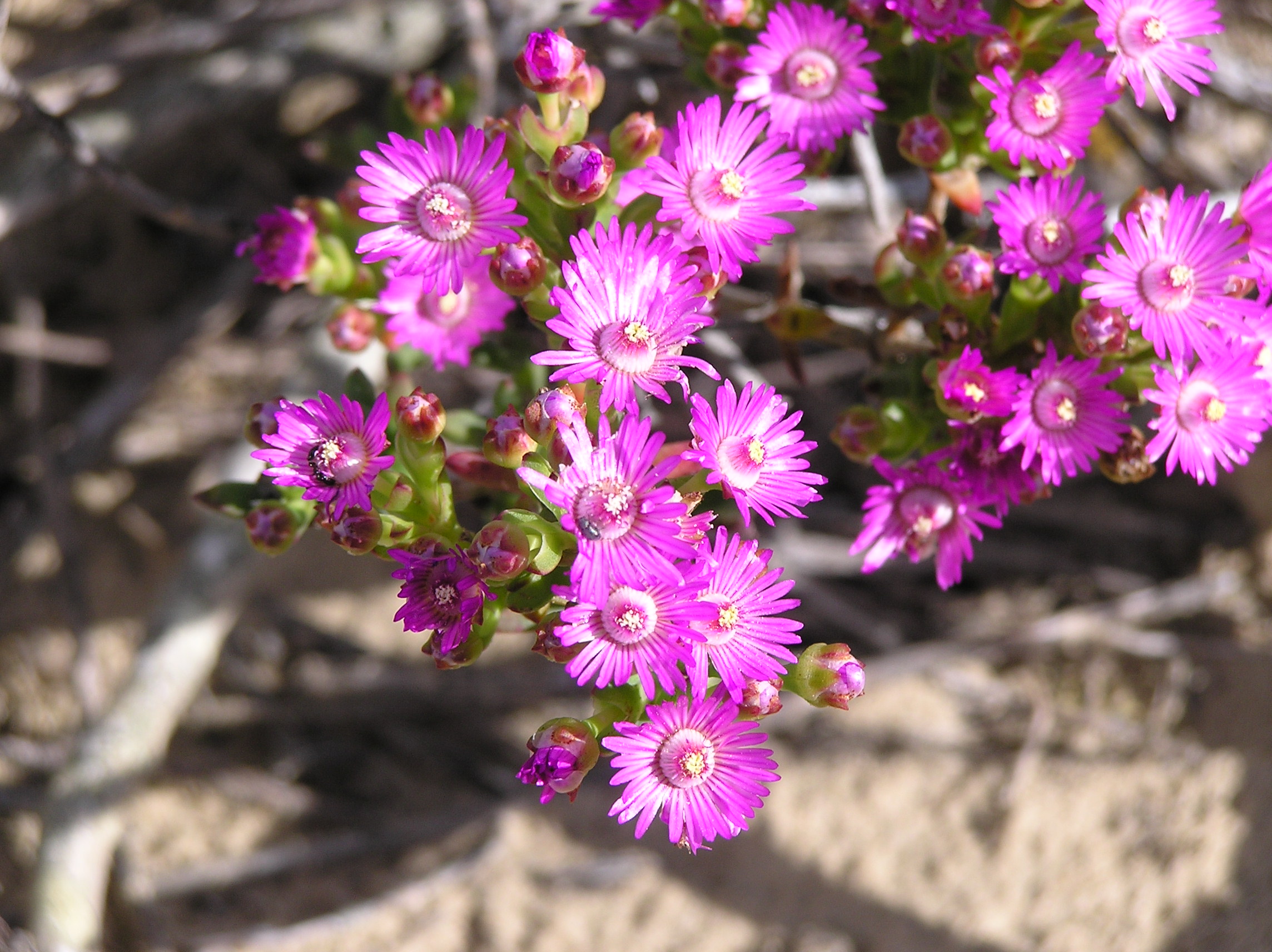Wildflowers-West Coast National Park-P9200080