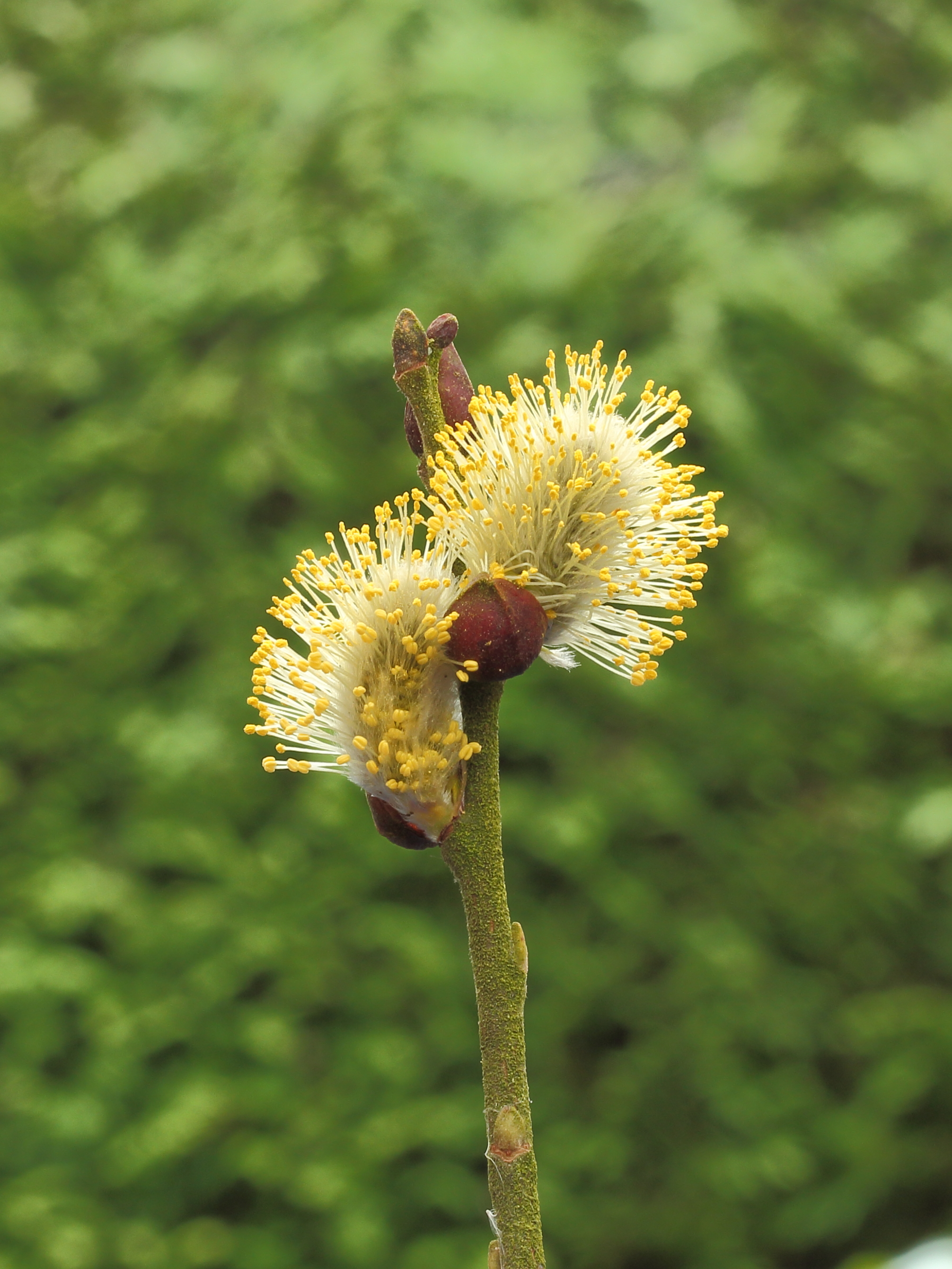 Wilgenkatjes (Salix) 01