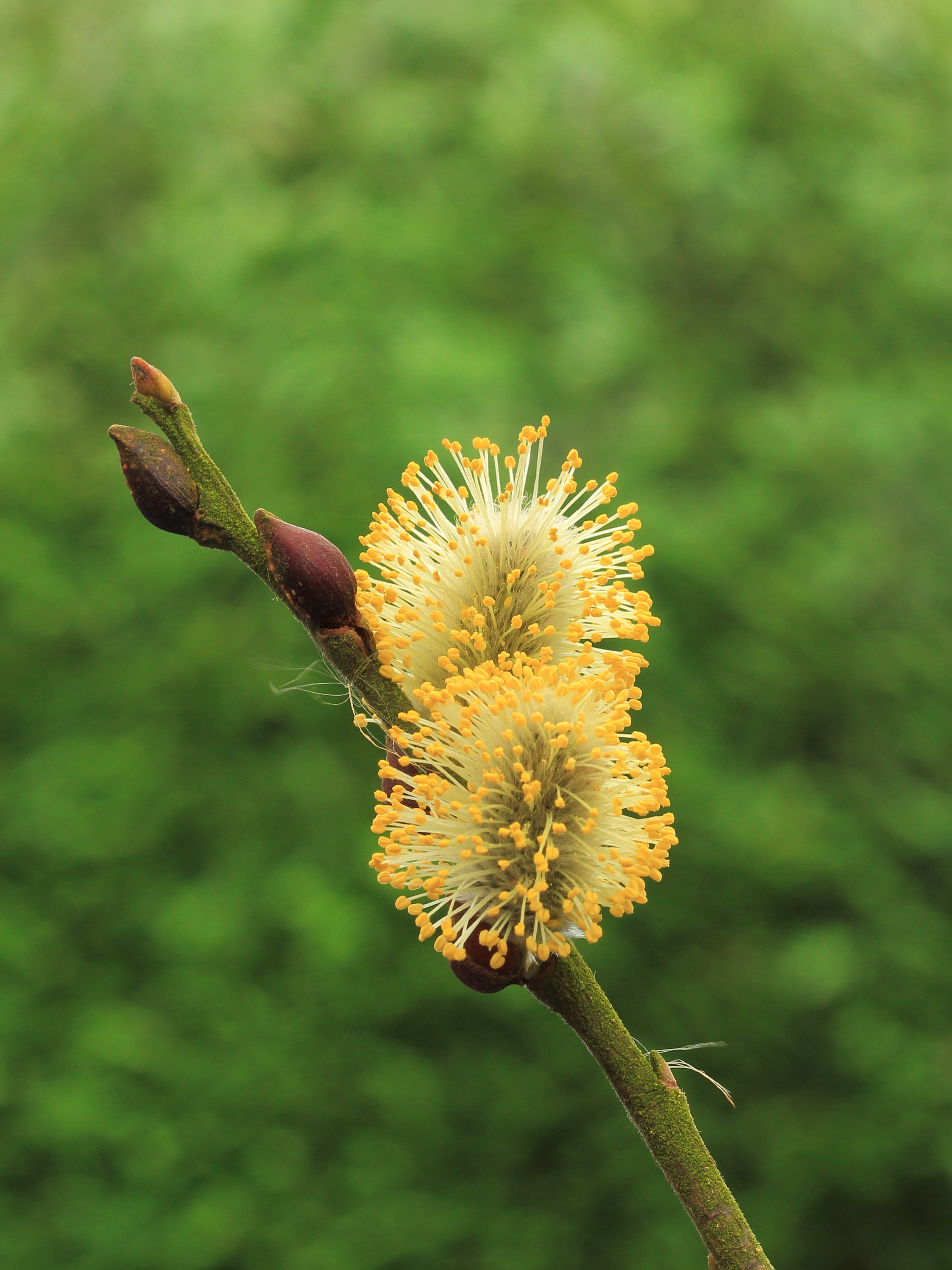 Wilgenkatjes (Salix) 02