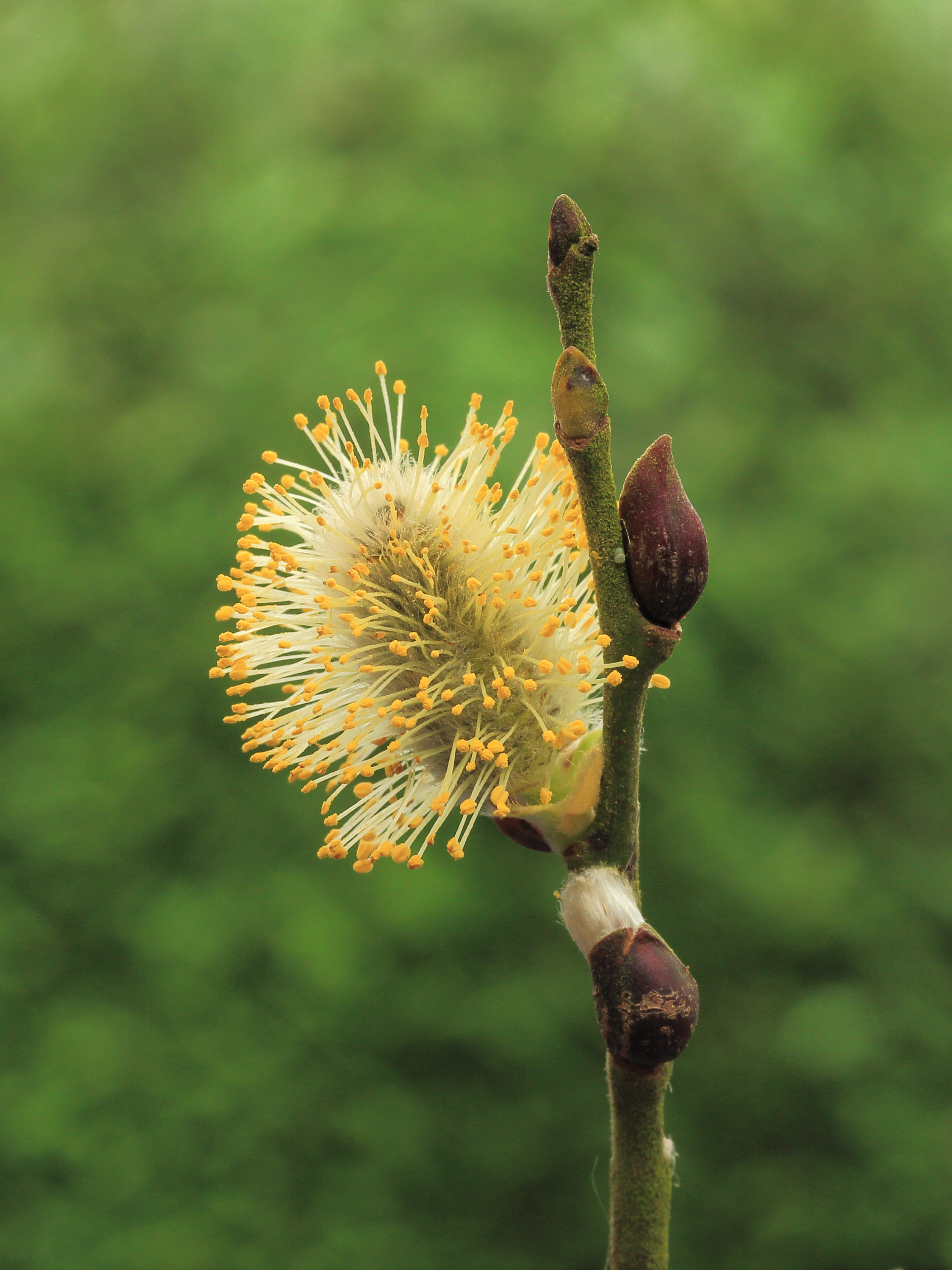 Wilgenkatjes (Salix) 03