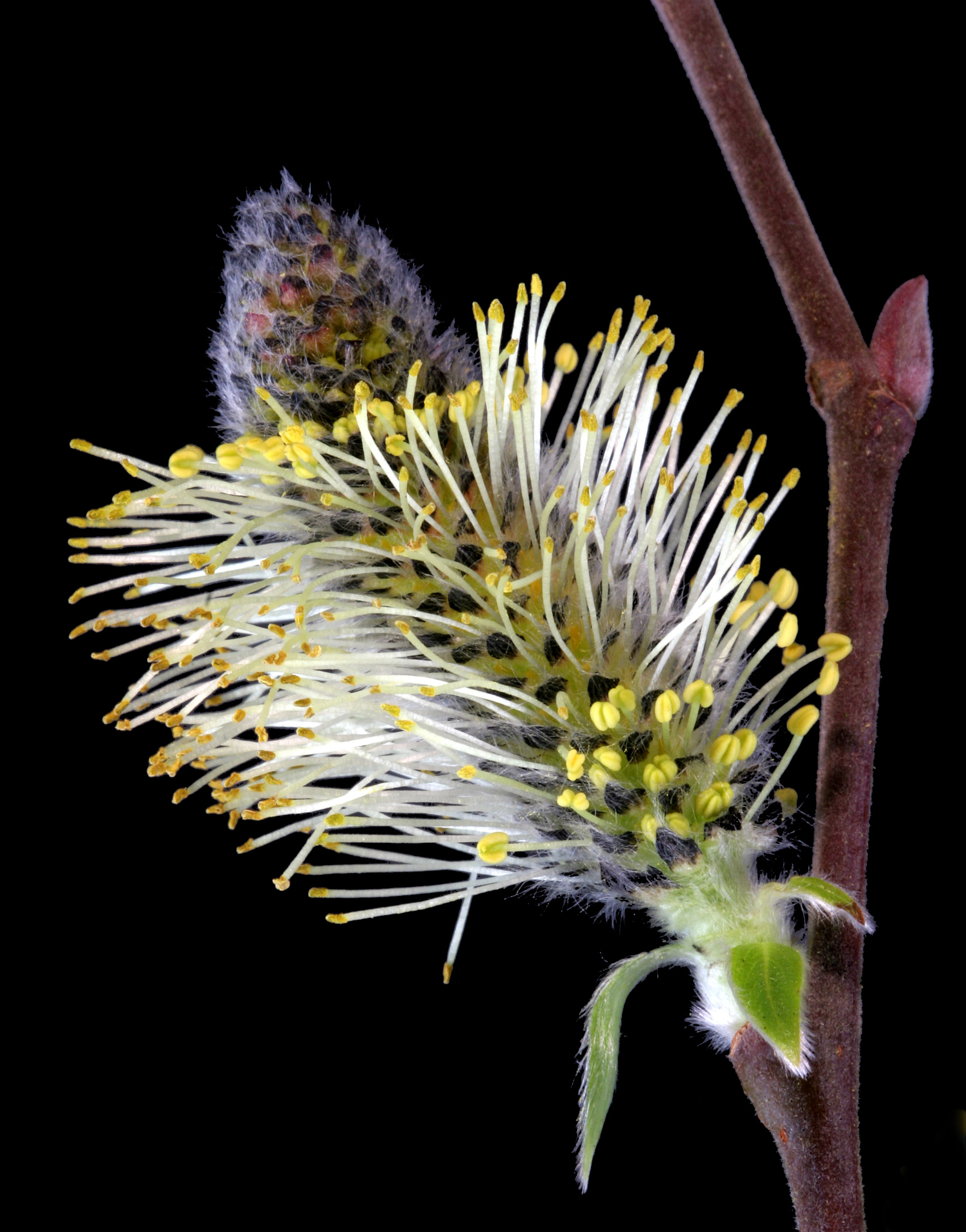 Willow Catkin 01