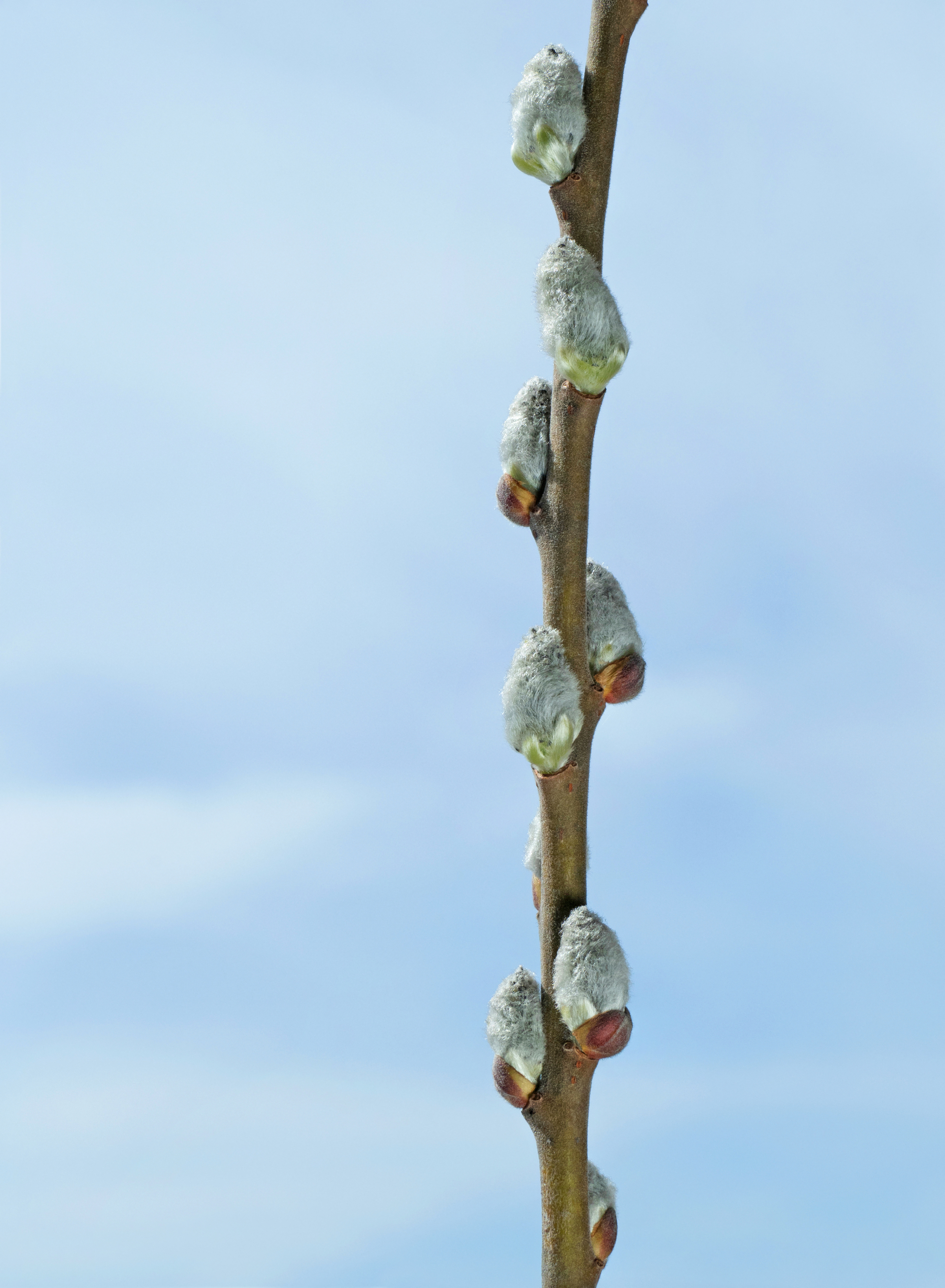 Willow catkins in Lysekil
