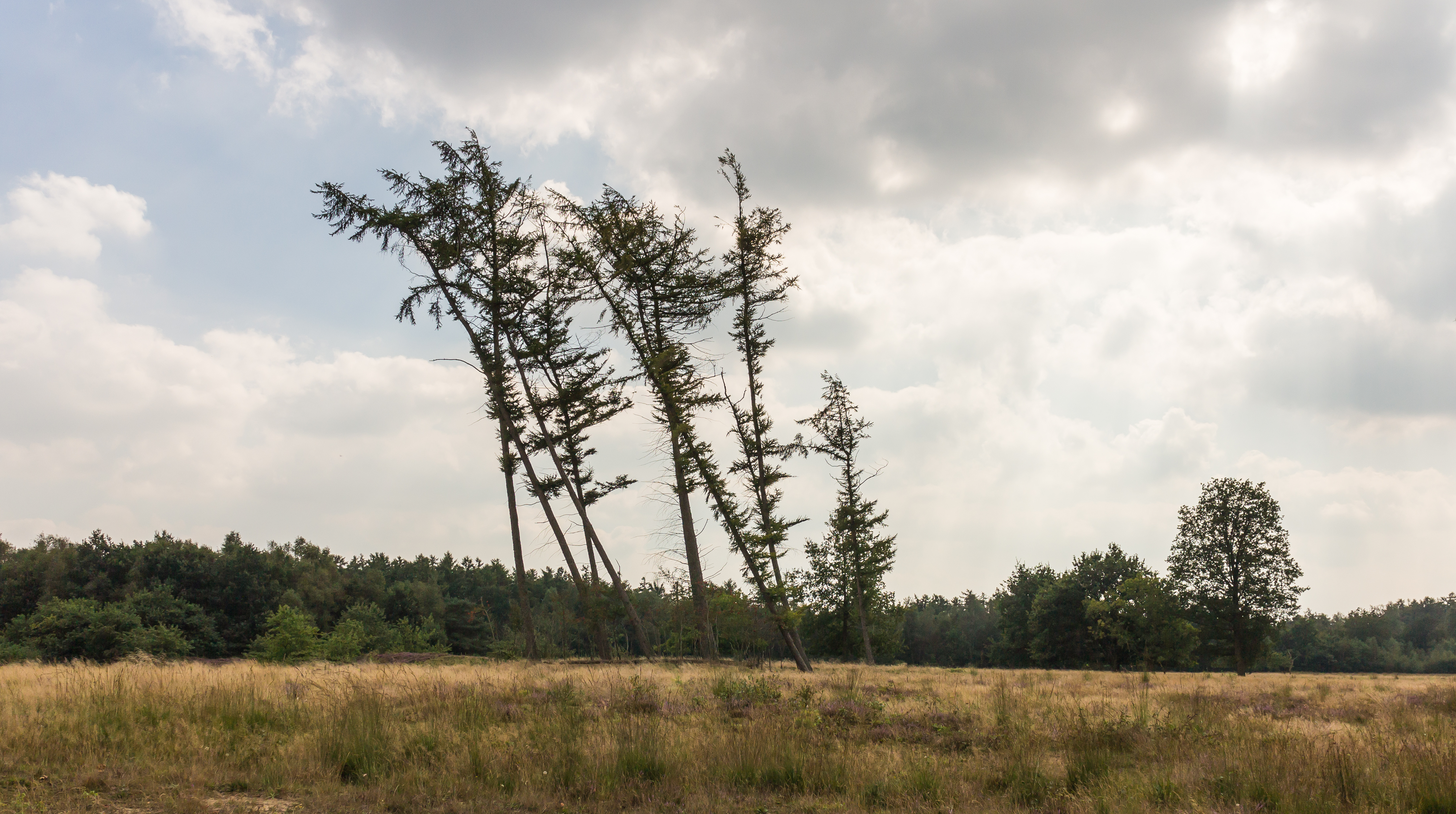 Windgestriemde vliegdennen (Pinus sylvestris). Locatie, Schaopedobbe (Schapenpoel) 01