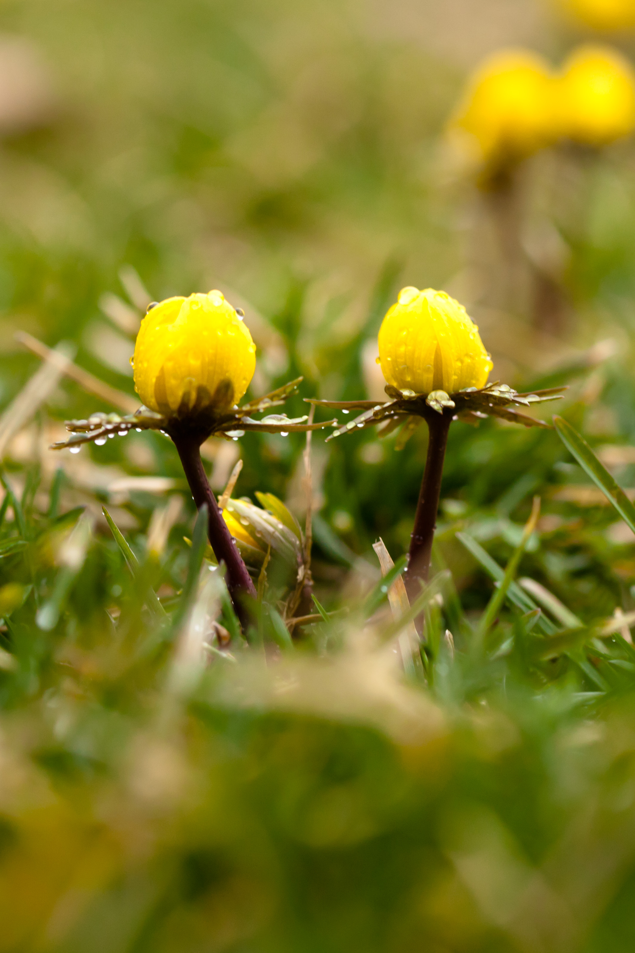 Winter aconite (25644830692)