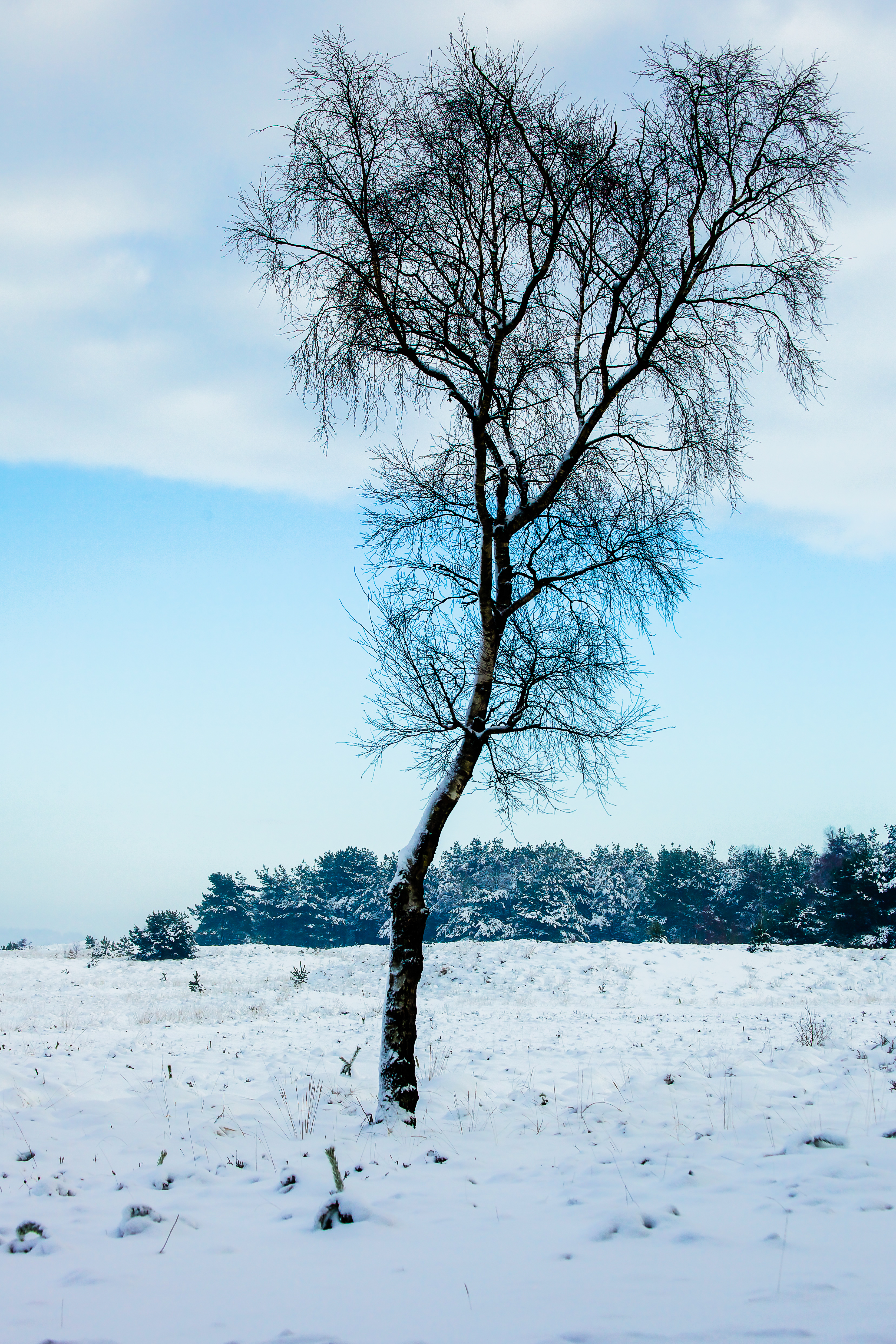 Winter op de Roosendaalse heide
