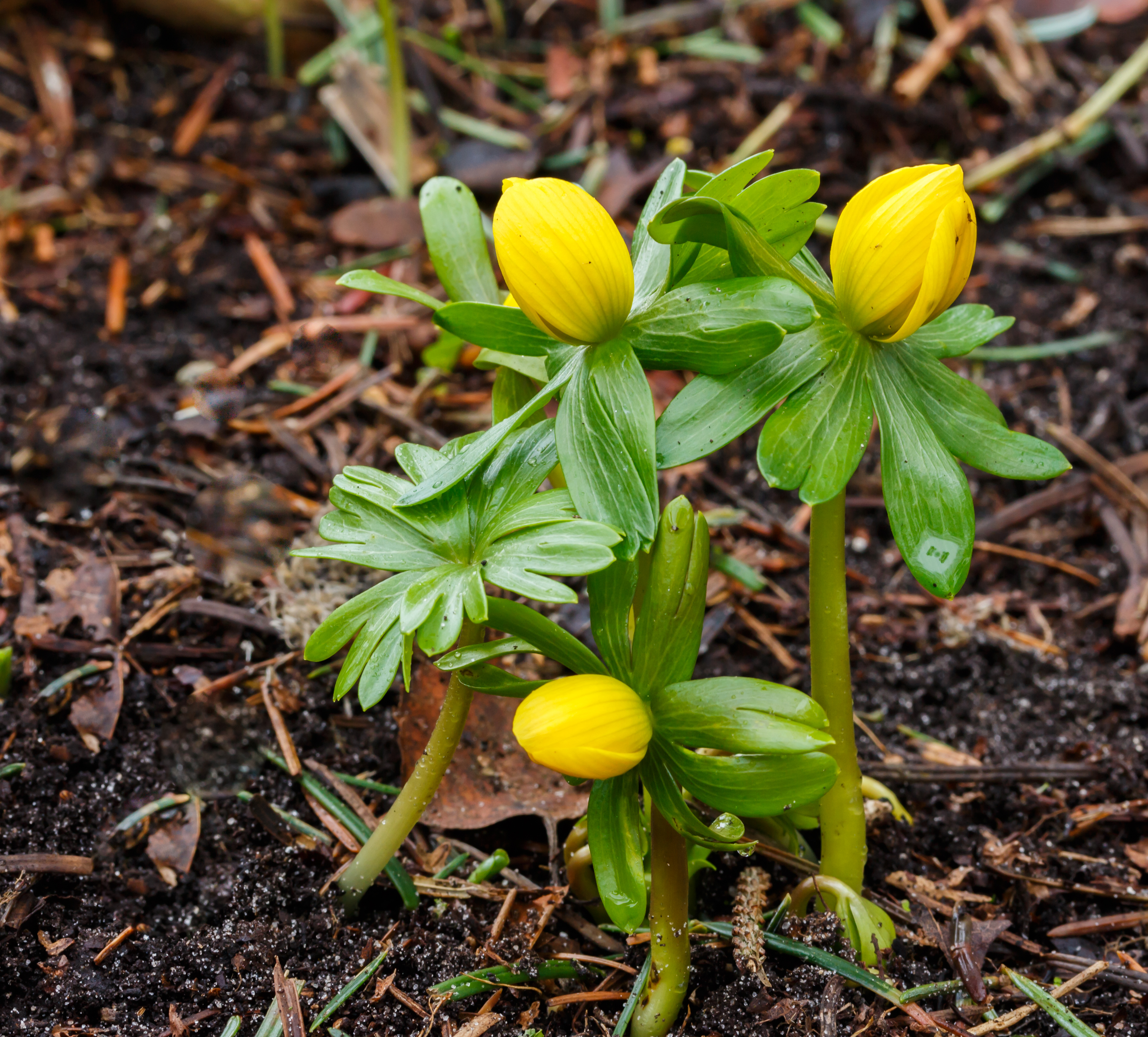 Winterakoniet (Eranthis hyemalis) Locatie, Tuinreservaat Jonkervallei 02