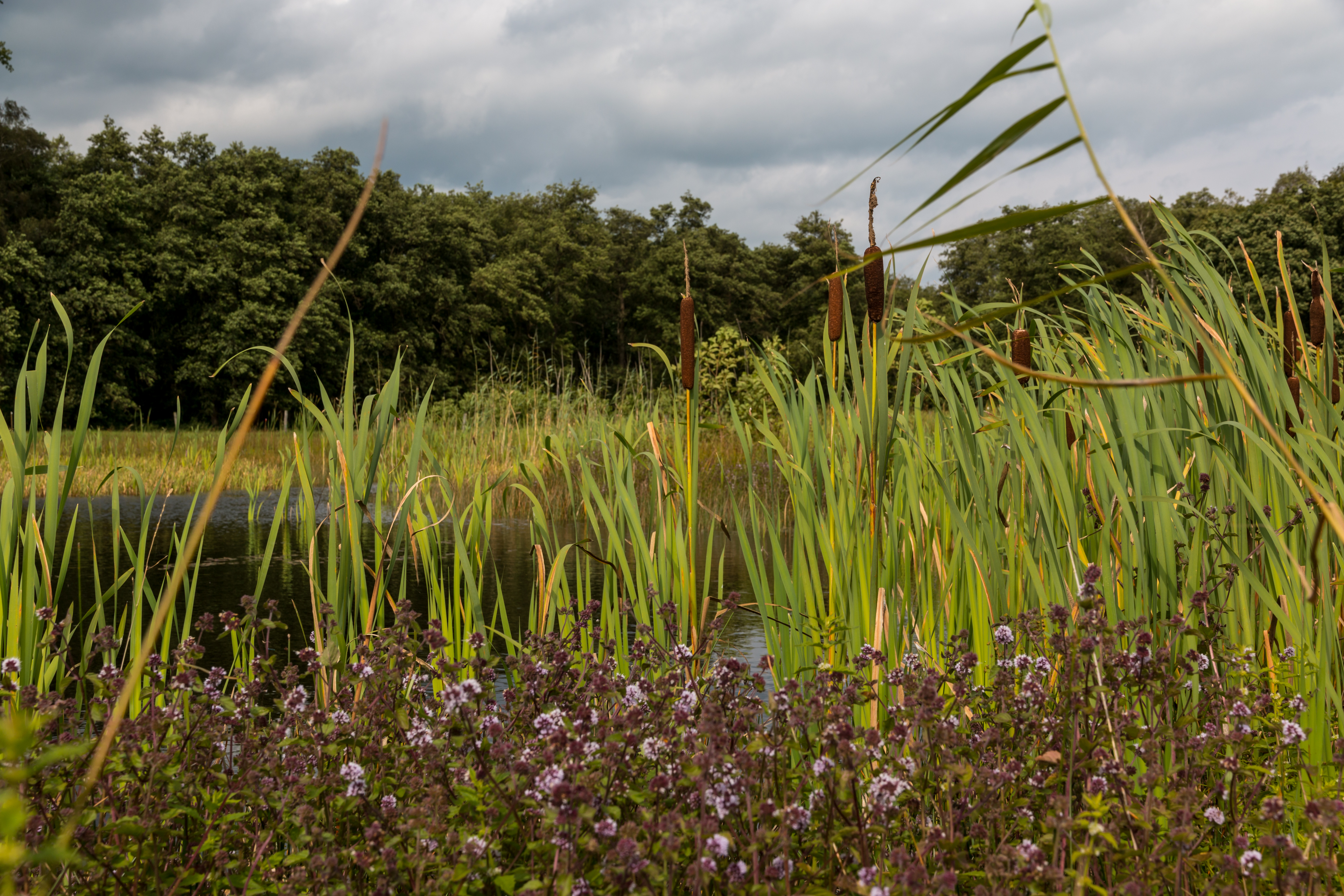 Winterswijk (NL), Korenburgerveen -- 2014 -- 3076