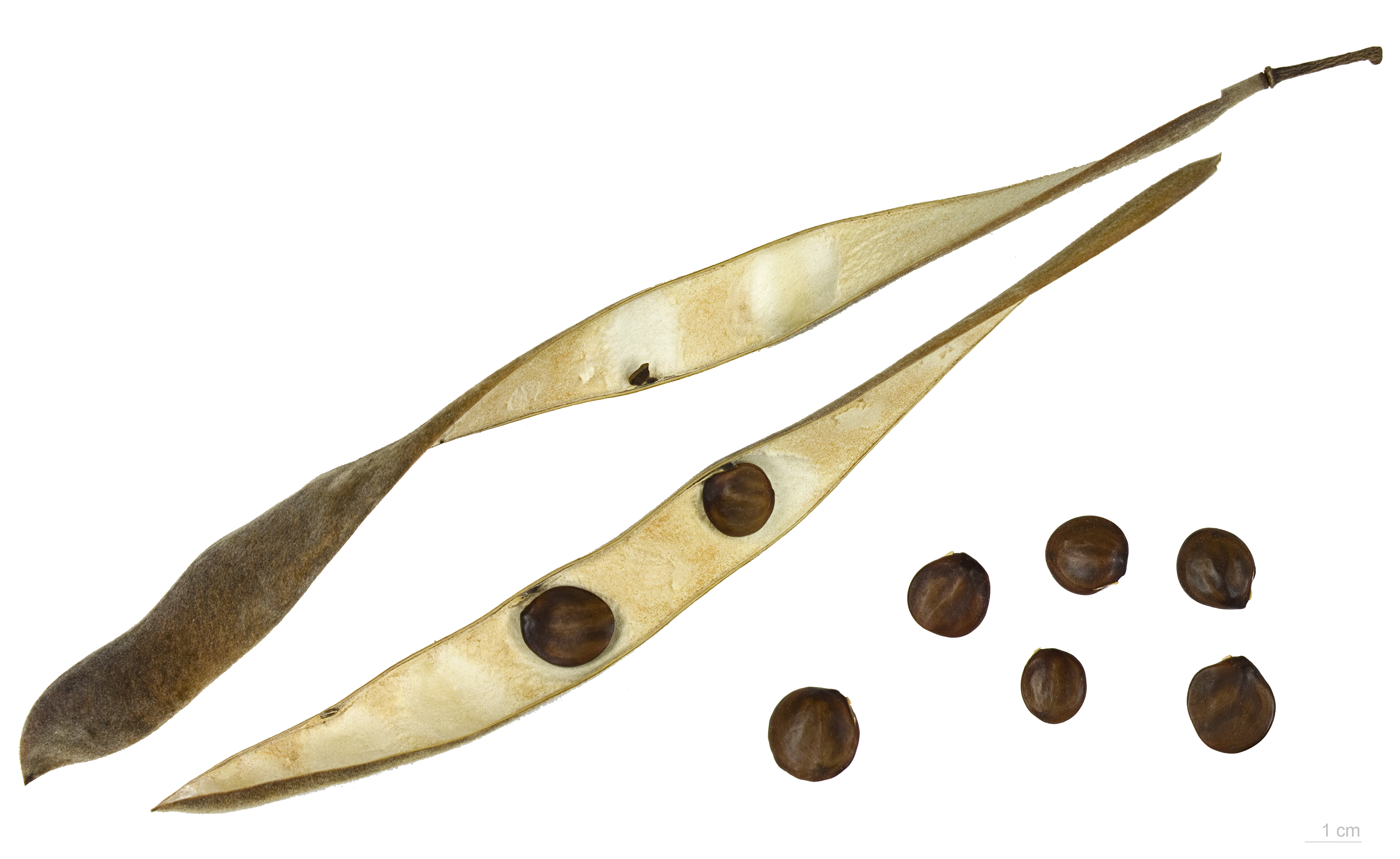 Wisteria floribunda MHNT.BOT.2008.1.38