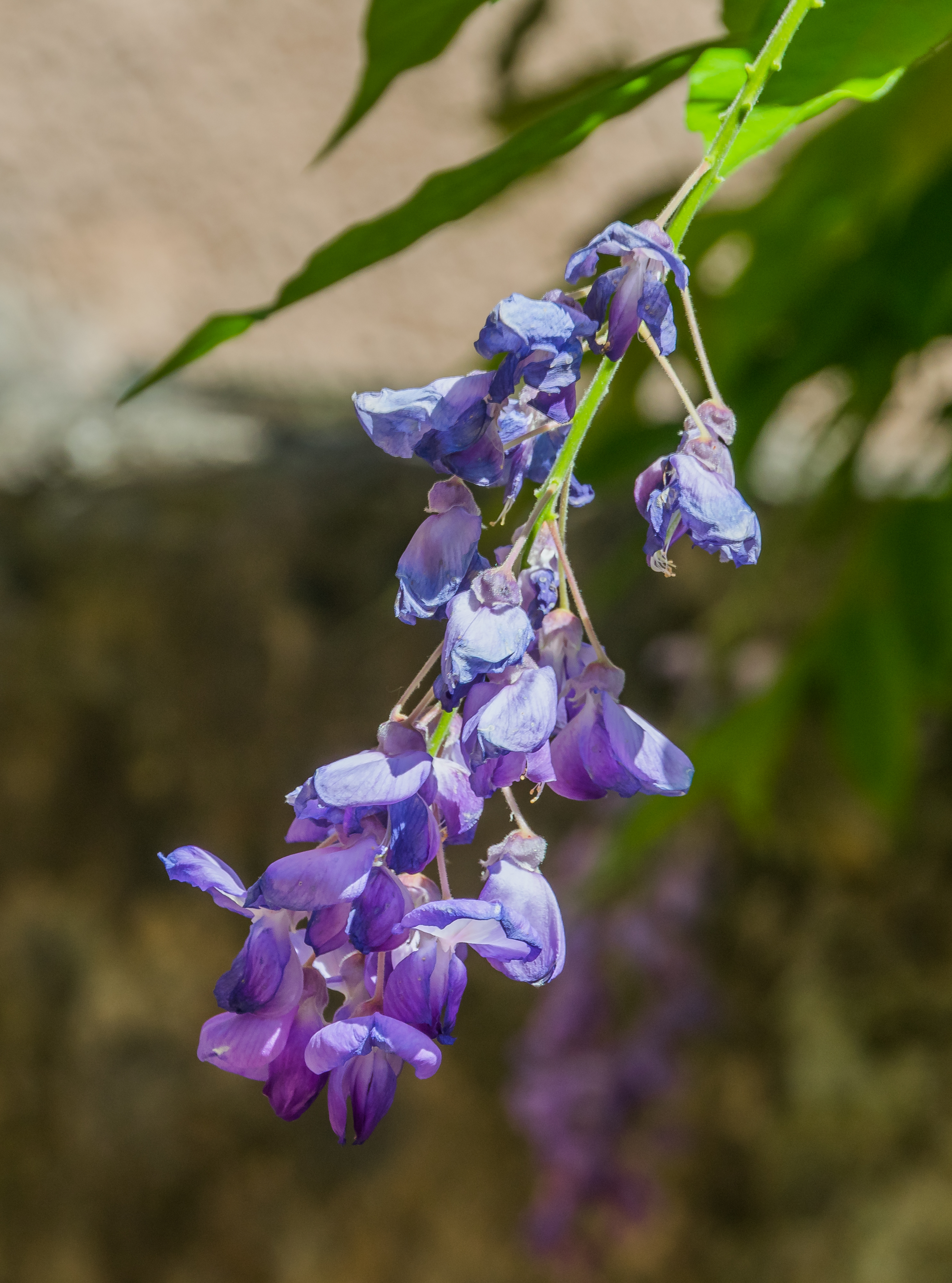 Wisteria sinensis 01