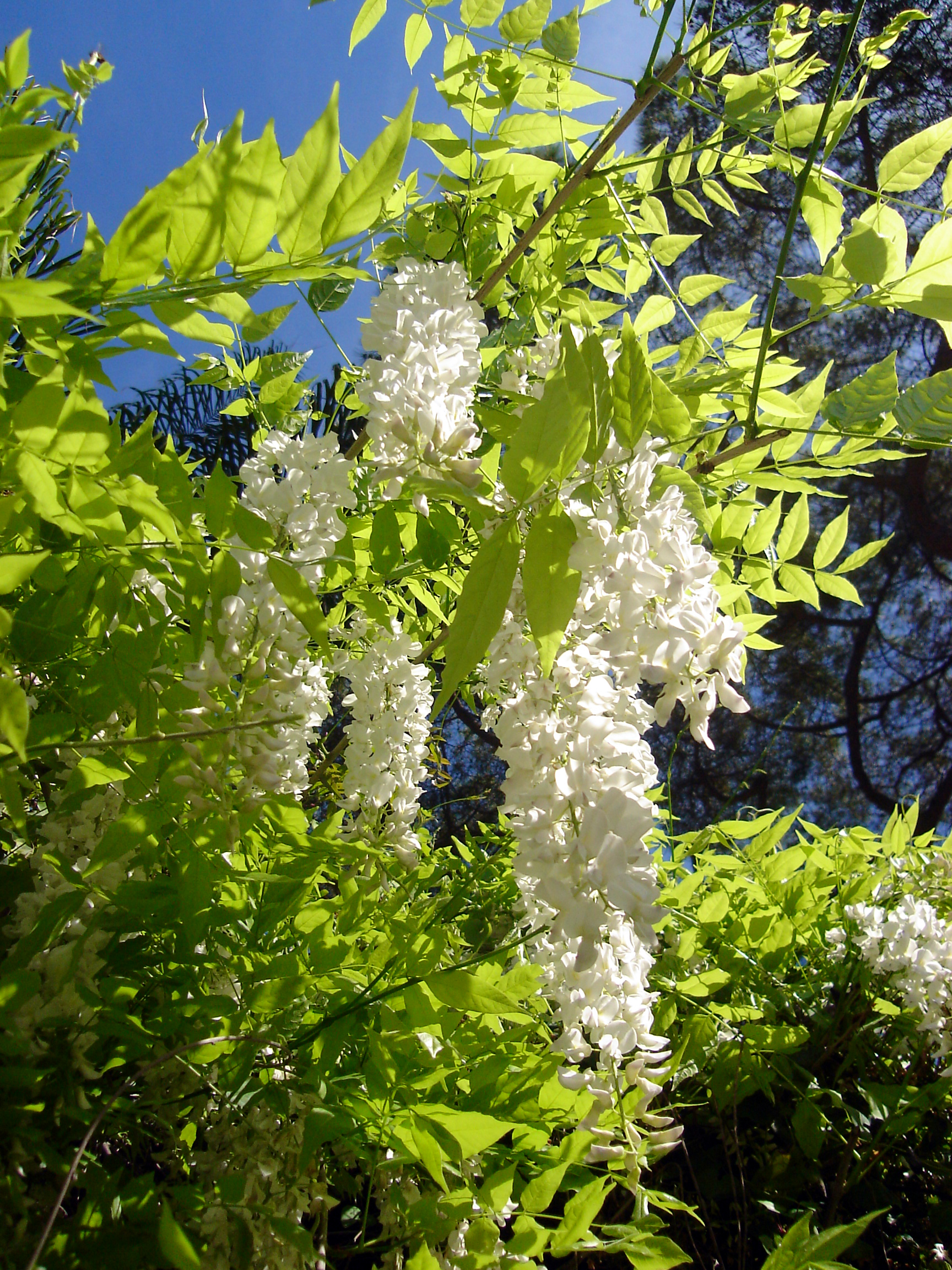 Wisteria sinensis, Gibraltar