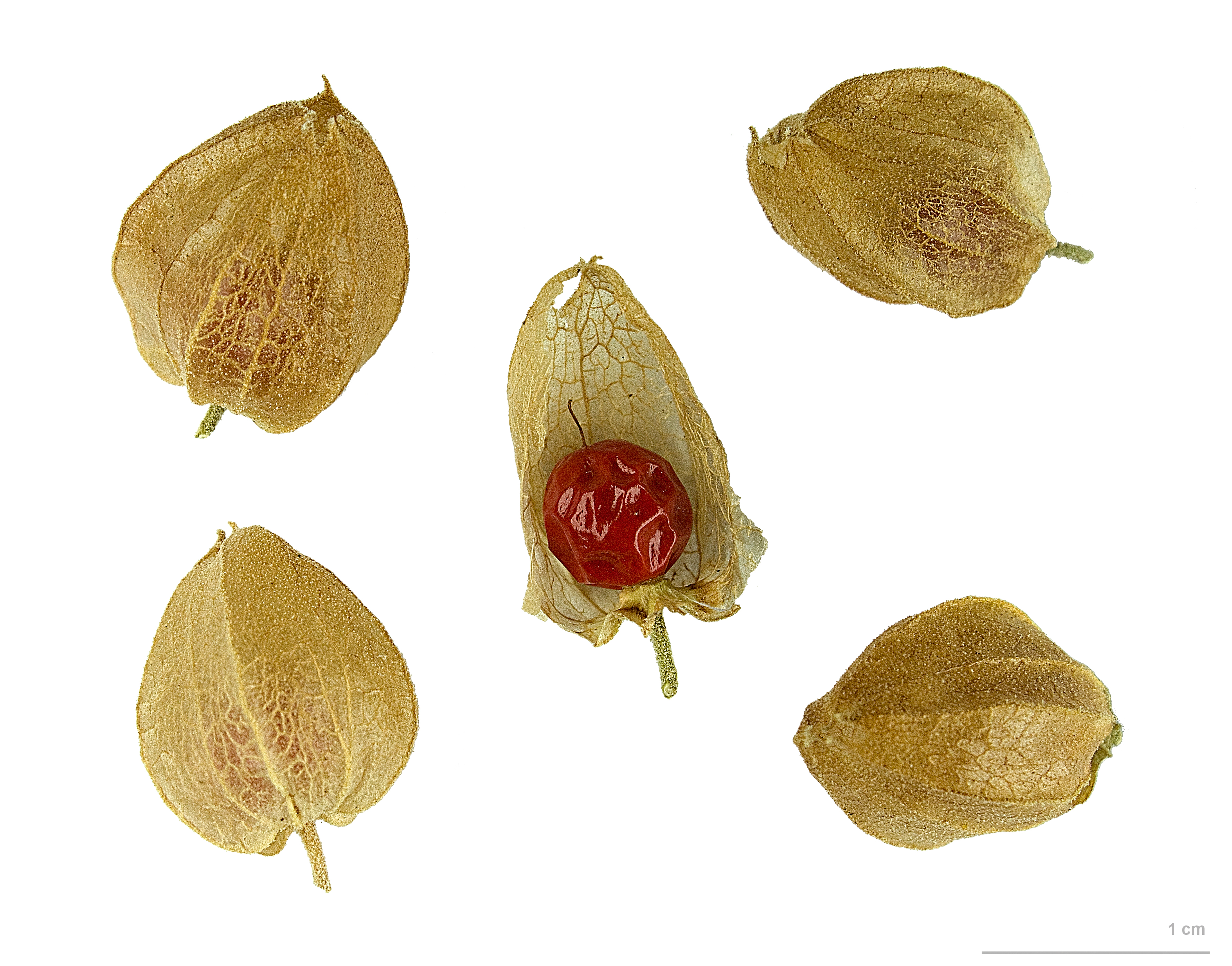 Withania somnifera MHNT.BOT.2012.10.13