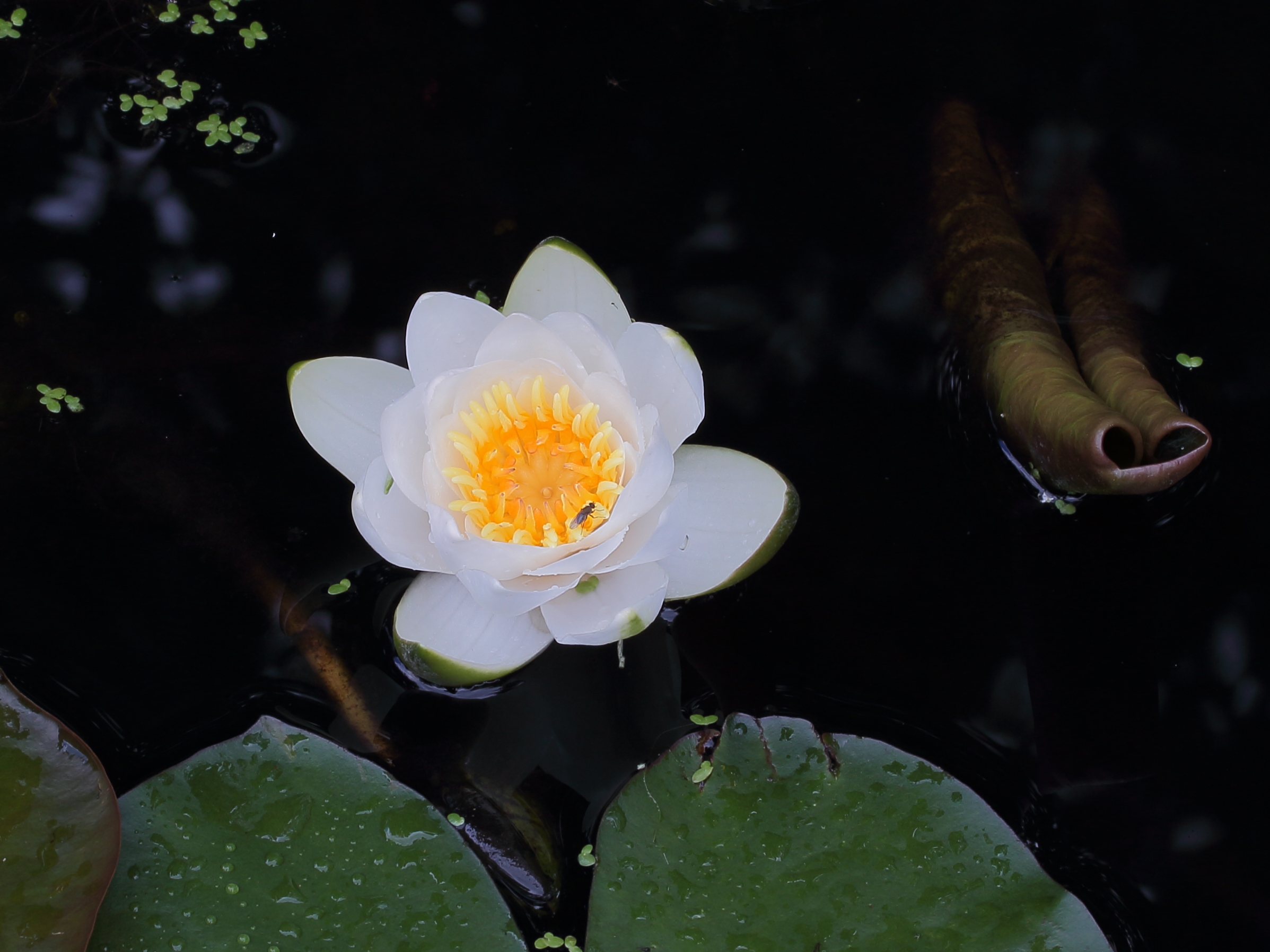 Witte waterlelie (Nymphaea alba) 02