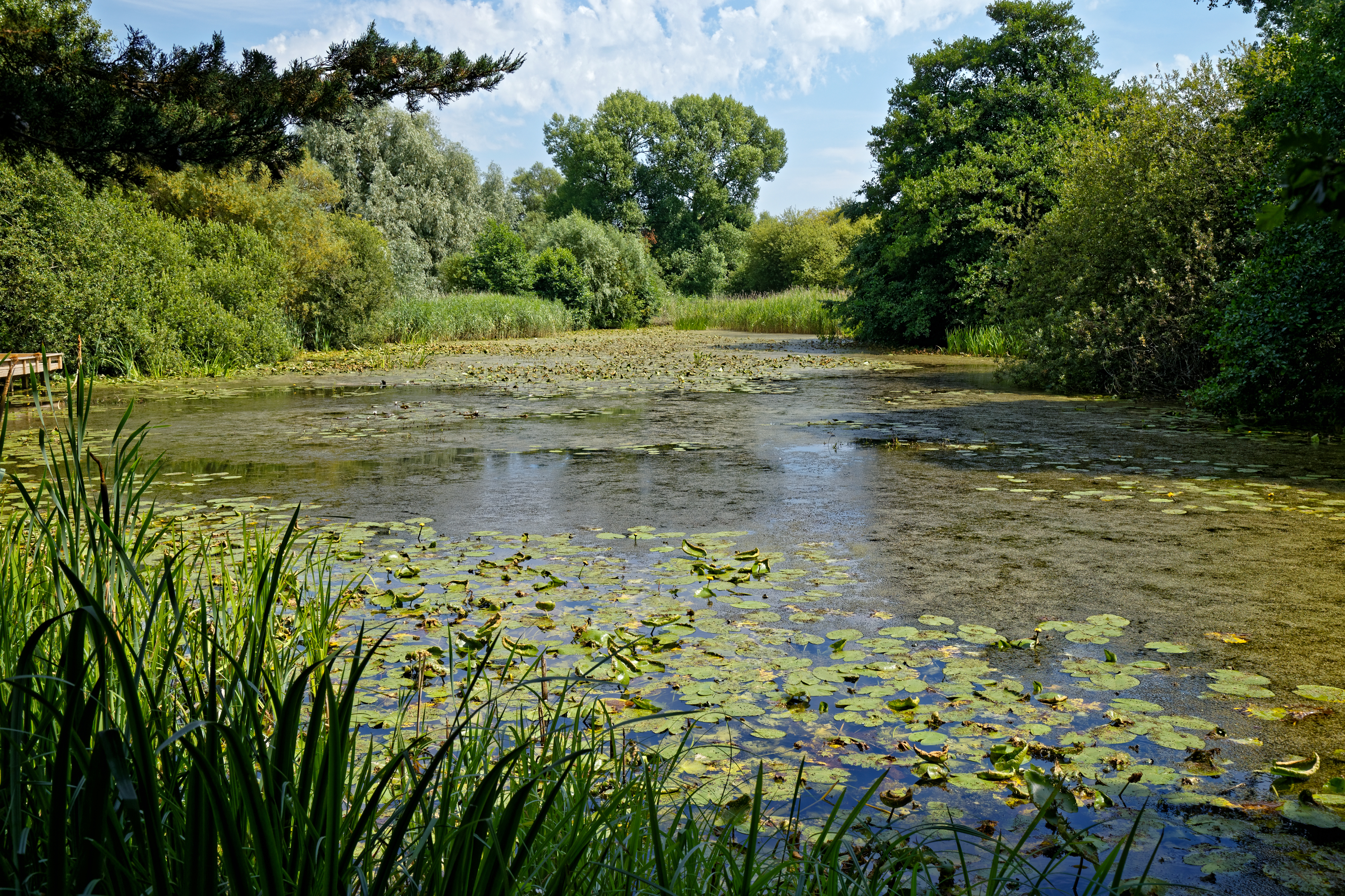Woods Mill, Sussex Wildlife Trust, England - lake 01