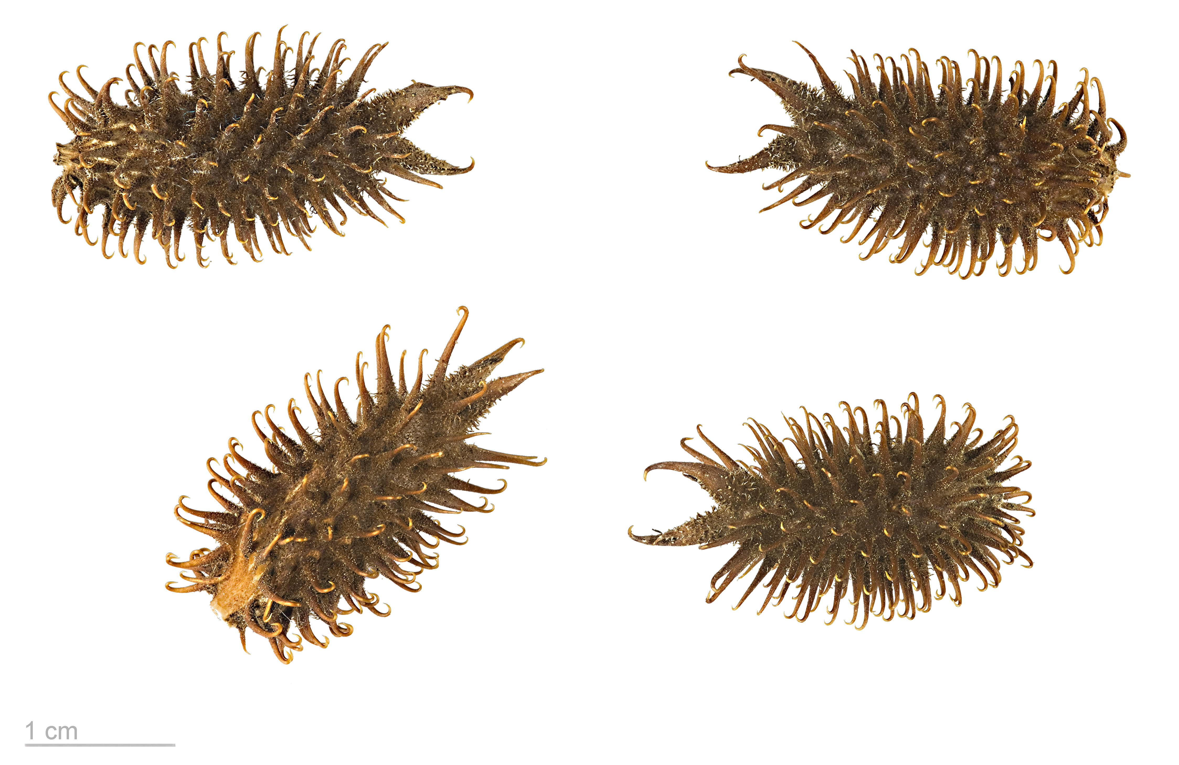 Xanthium strumarium MHNT.BOT.2004.0.213