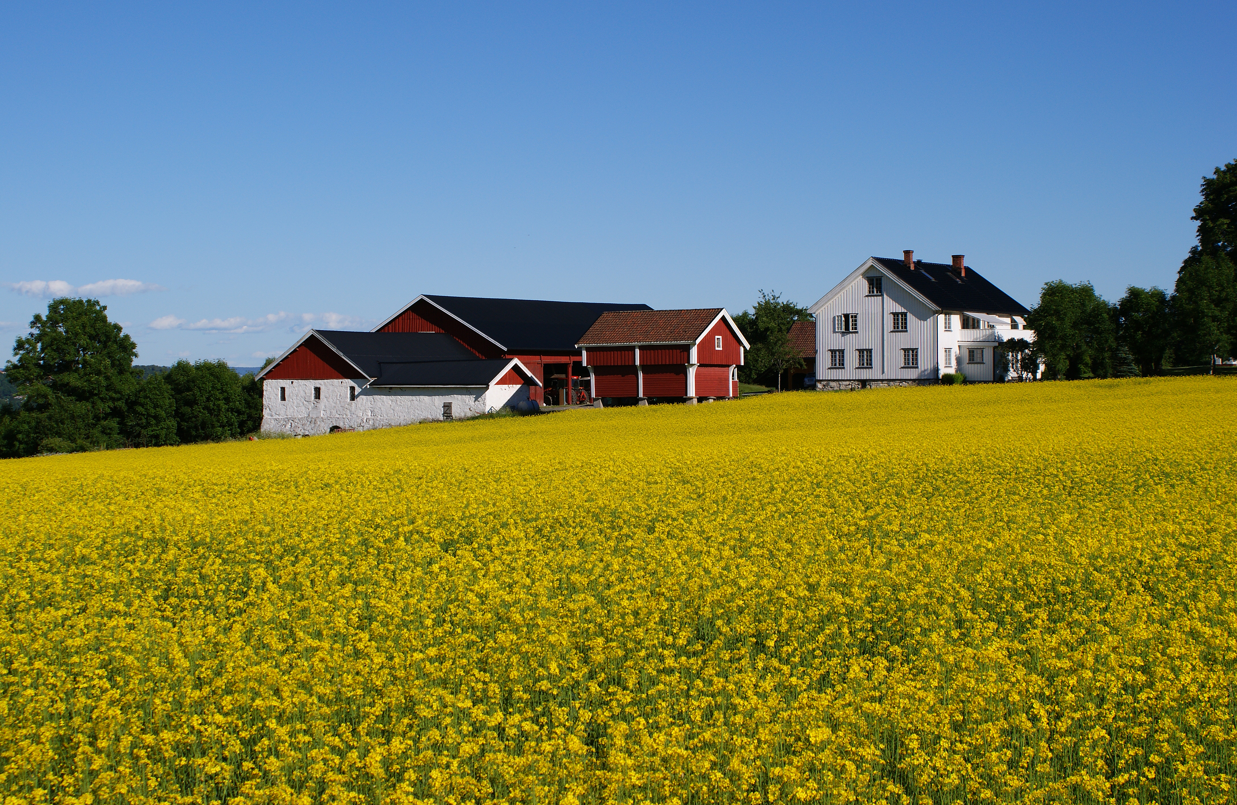 Yellow 2 (4736651460)