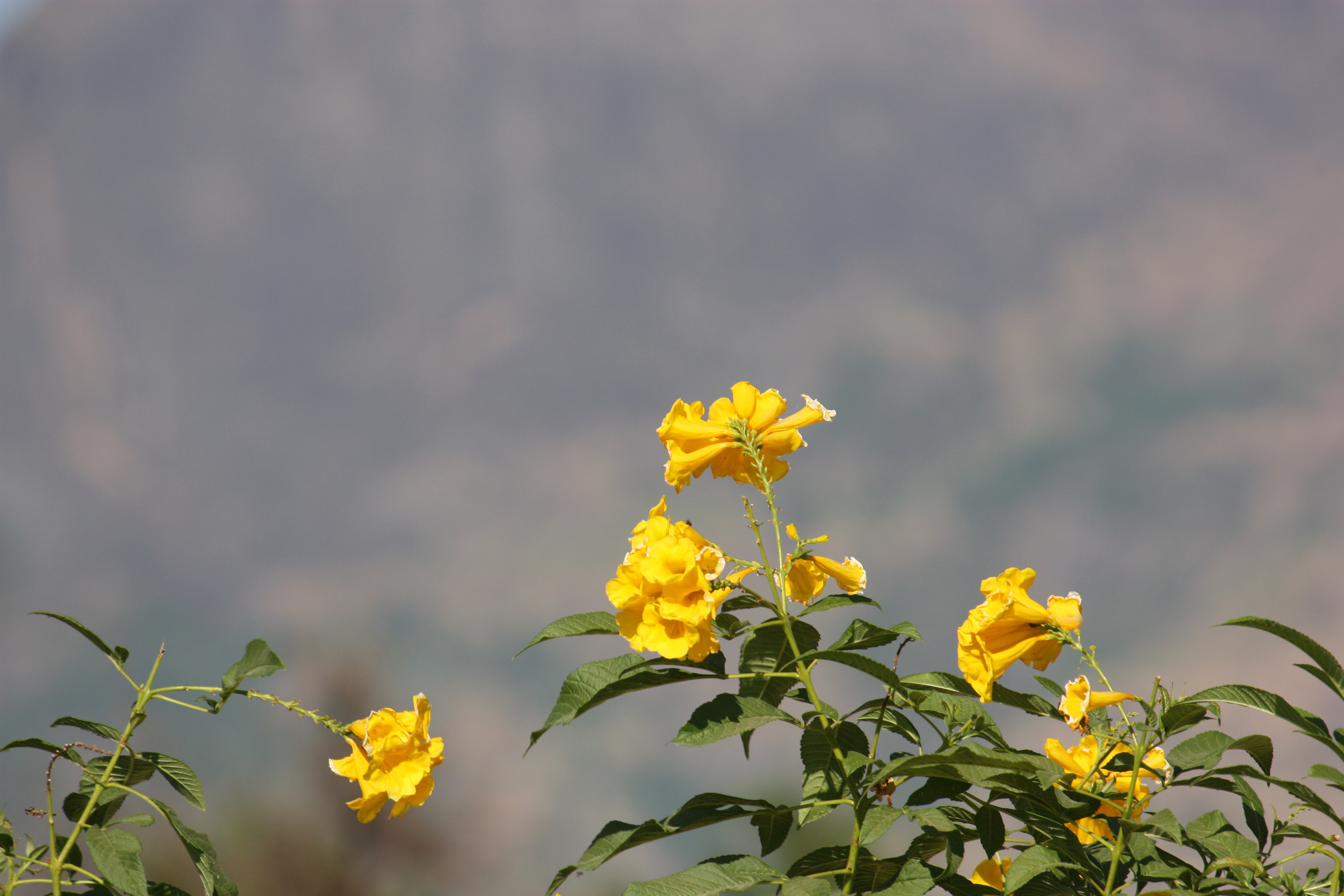 Yellow - panoramio - sabareesh kkanan sub…