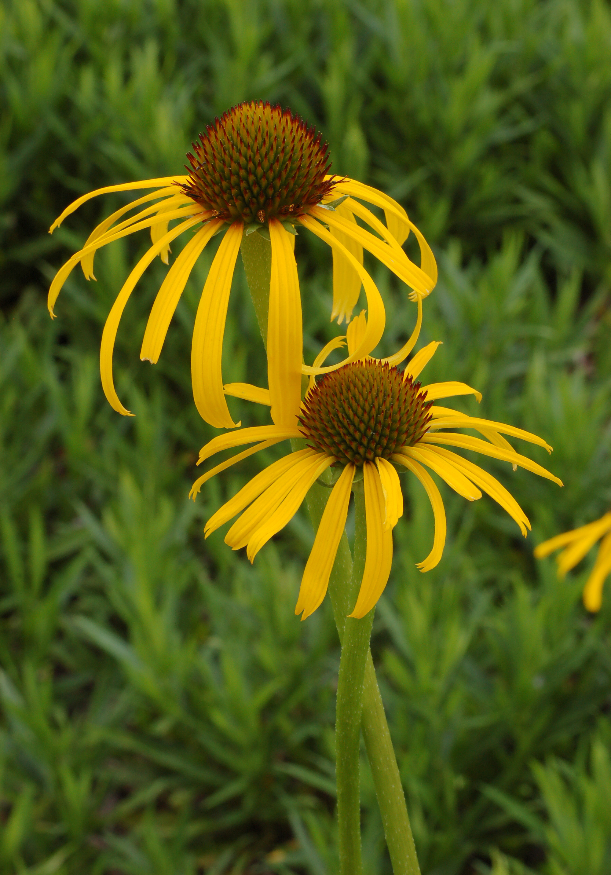 Yellow Coneflower Echinacea paradoxa Twisted Pair DoF 2000px