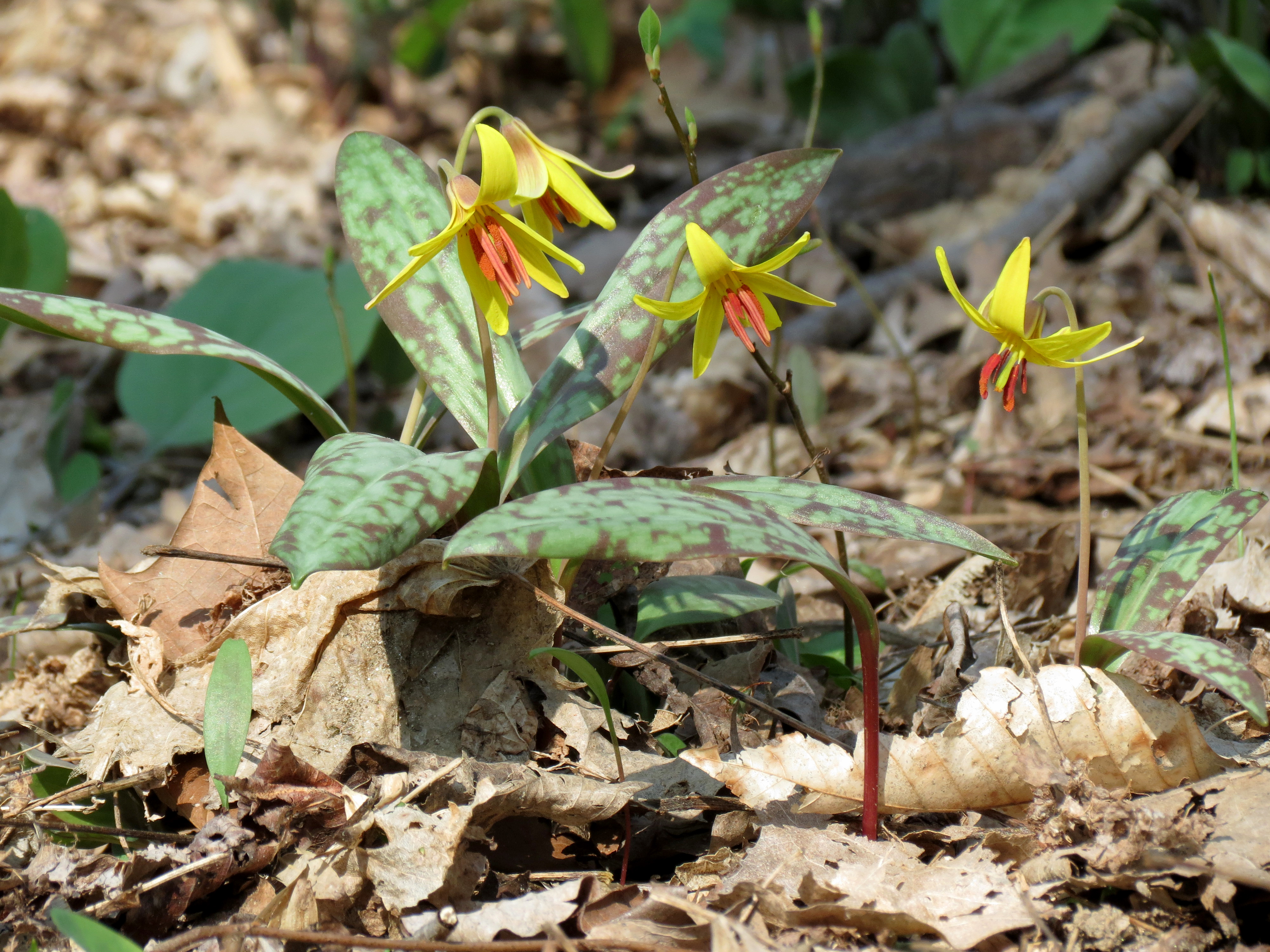 Yellow Trout Lily - Flickr - treegrow (3)