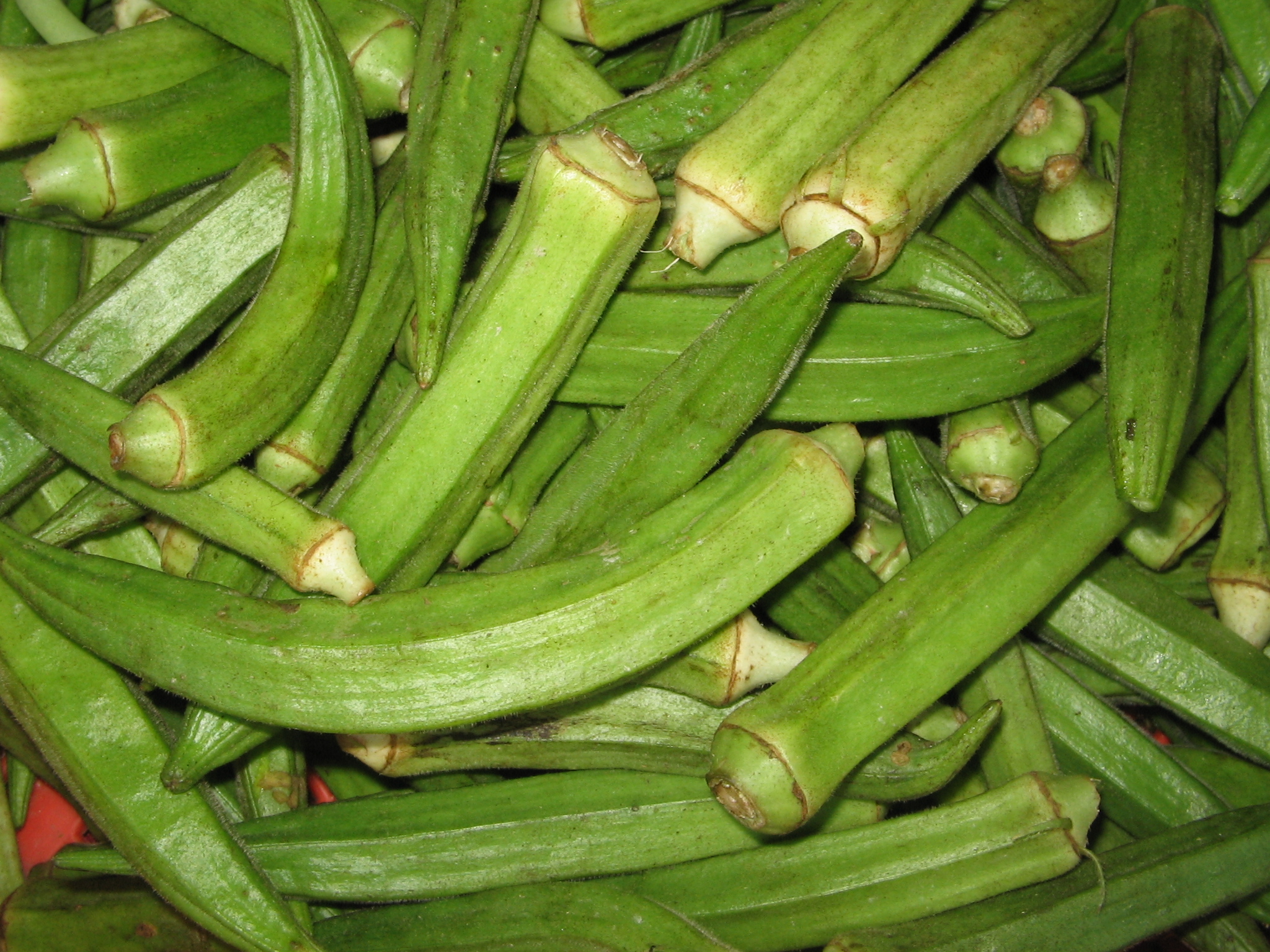 YosriBendi1