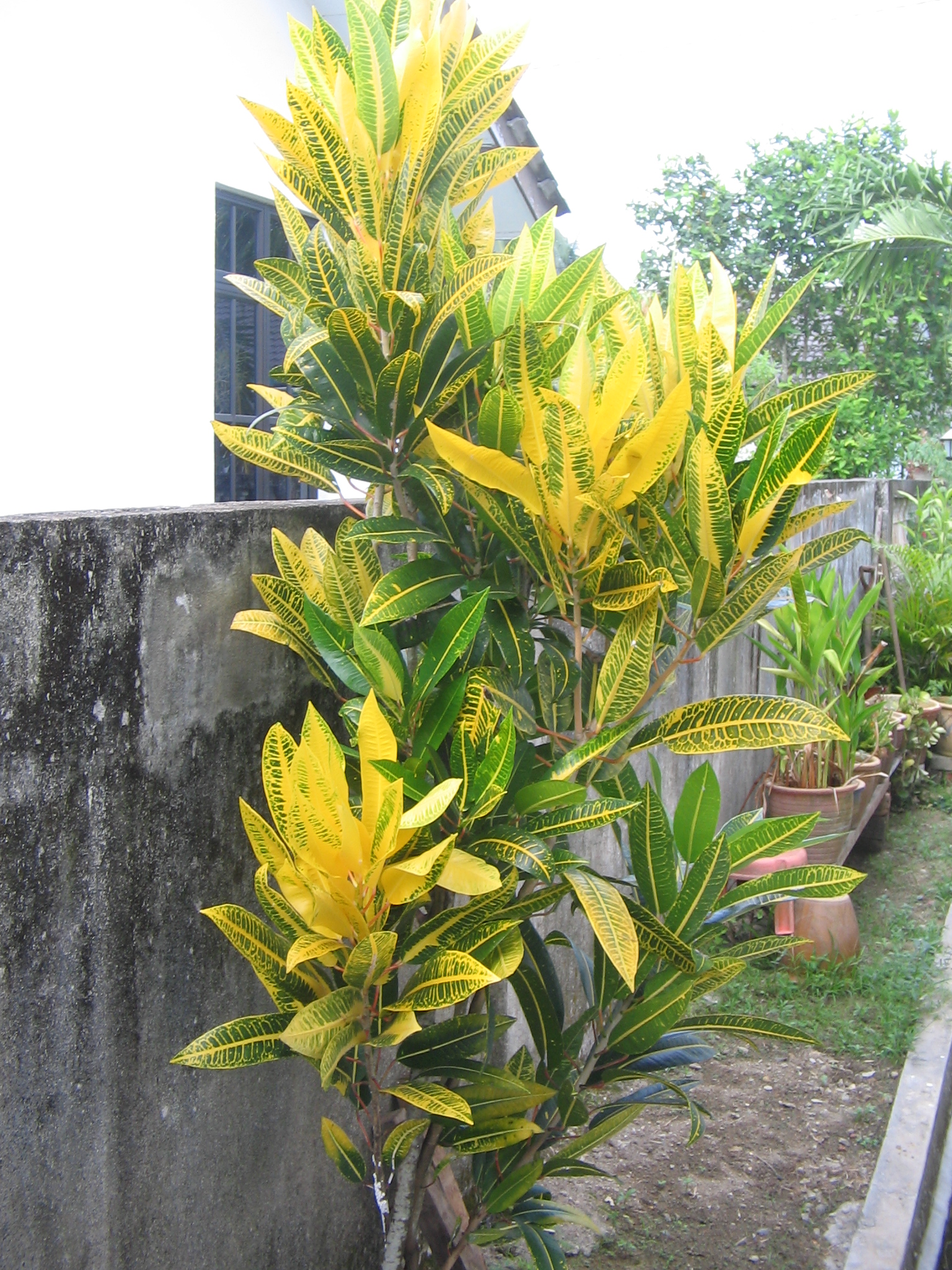 YosriPokokPudingKuning1