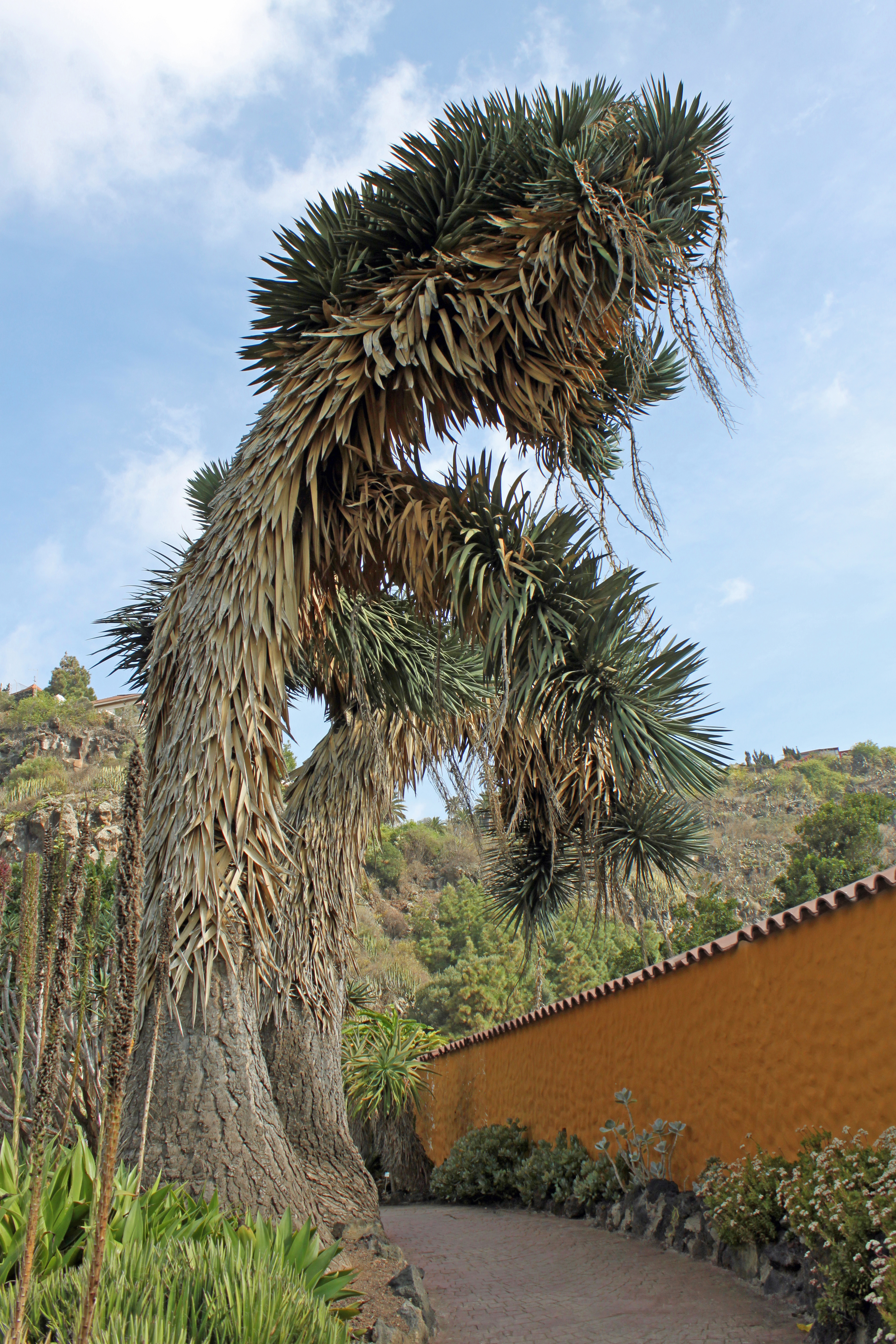 Yucca filifera 01