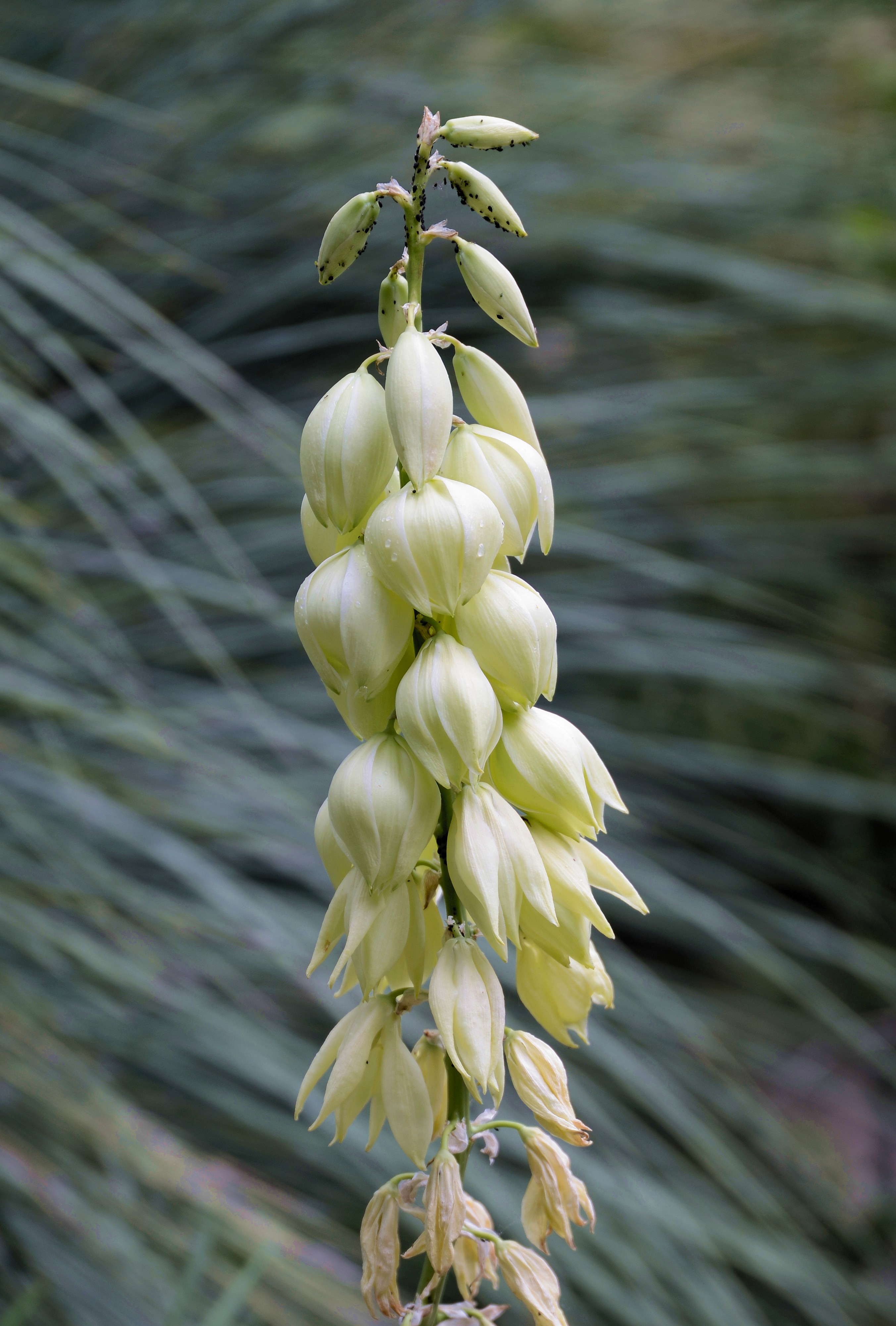 Yucca May 2014-2b
