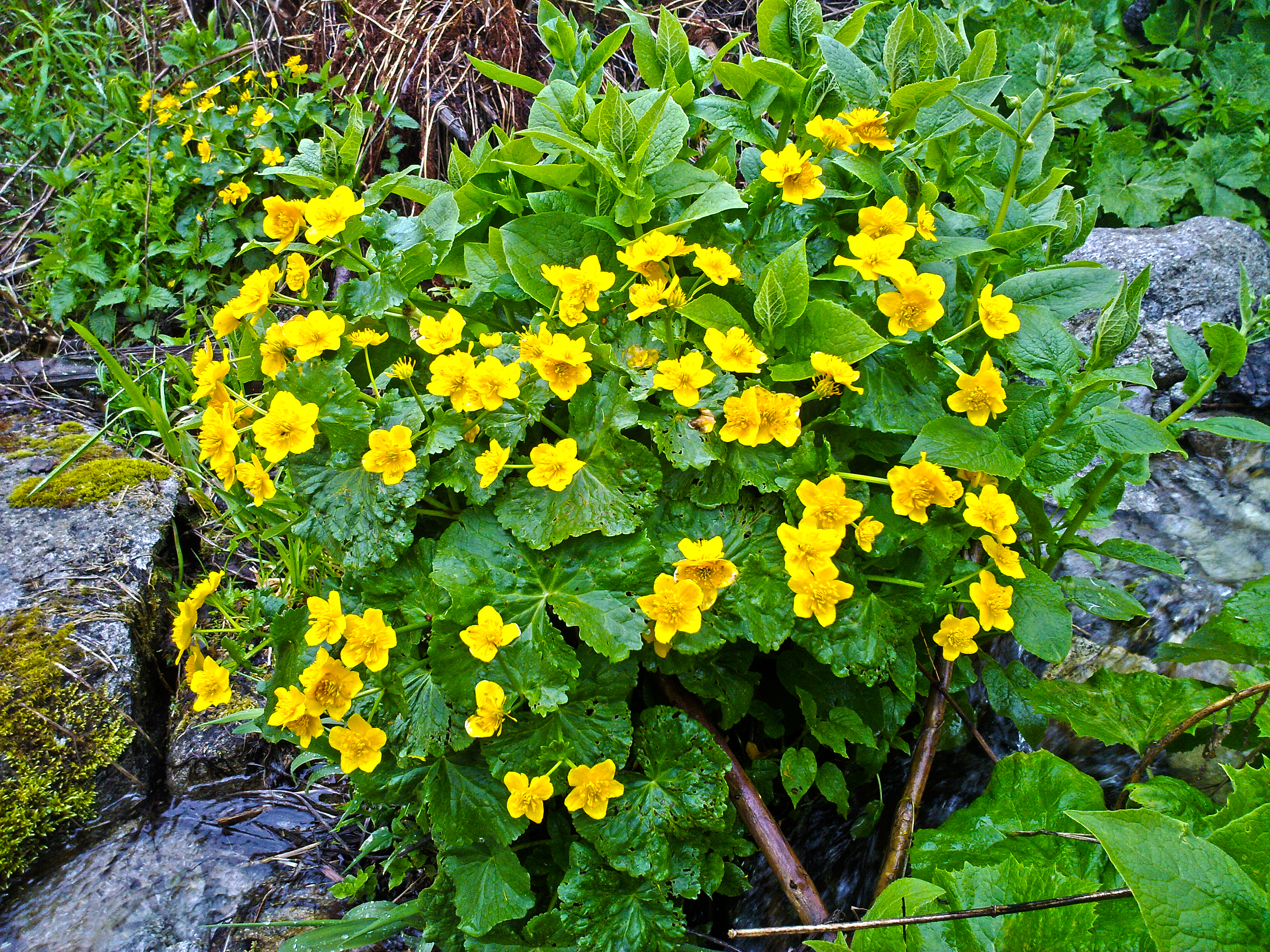 Záružlie močiarne (Caltha palustris)