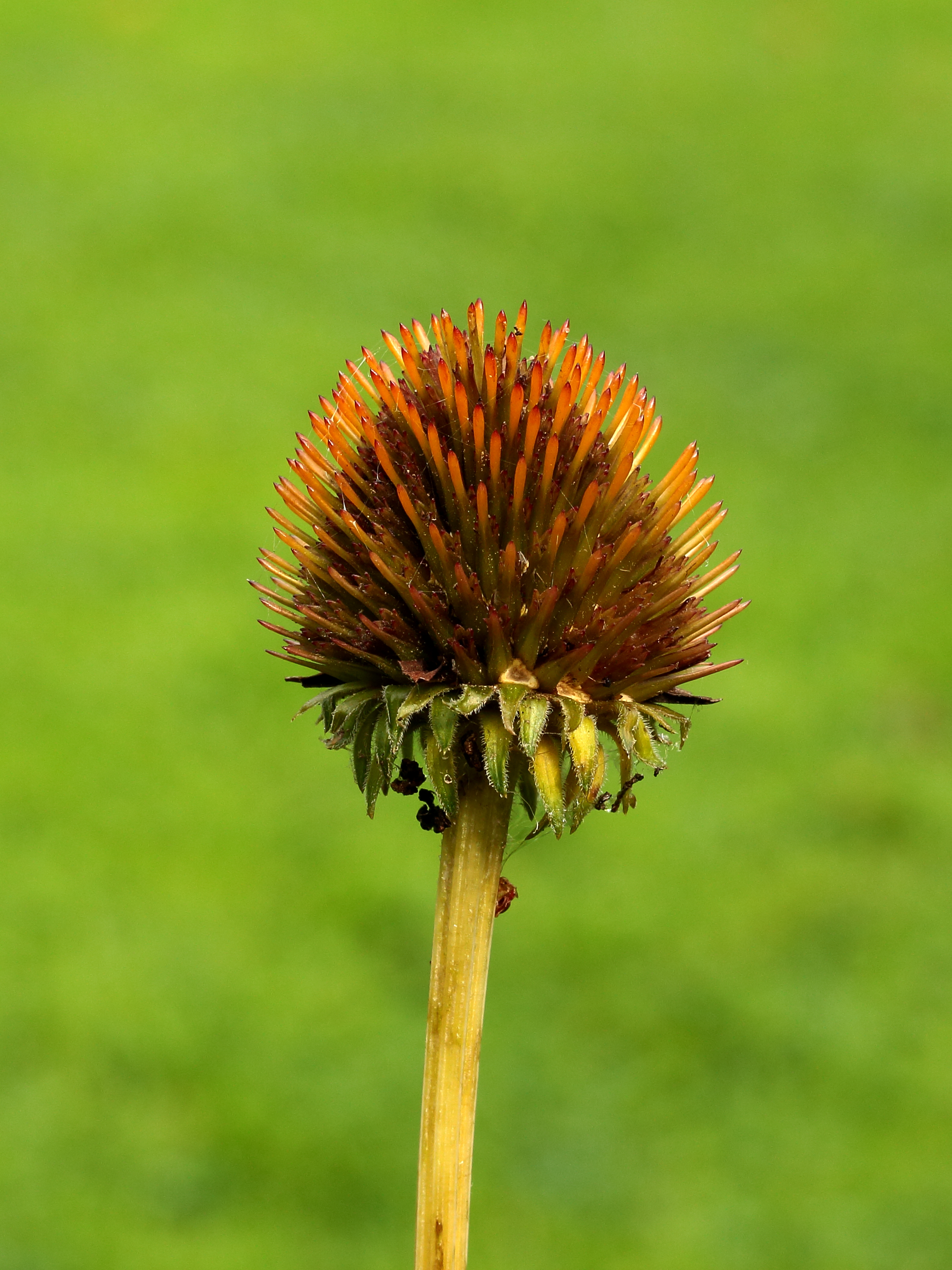 Zaaddoos Echinacea purpurea (zonnehoed) 01