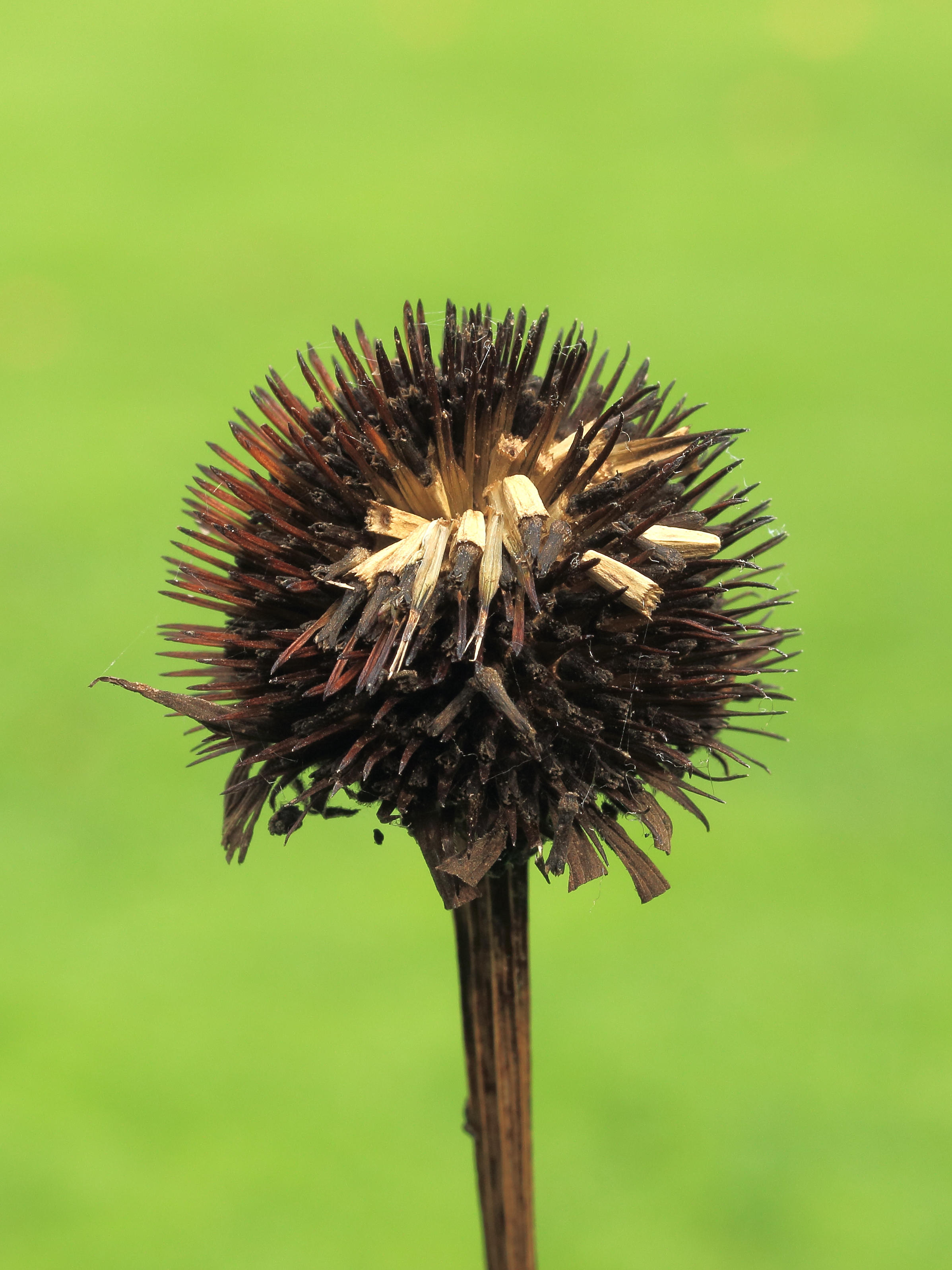 Zaaddoos Echinacea purpurea (zonnehoed) 02
